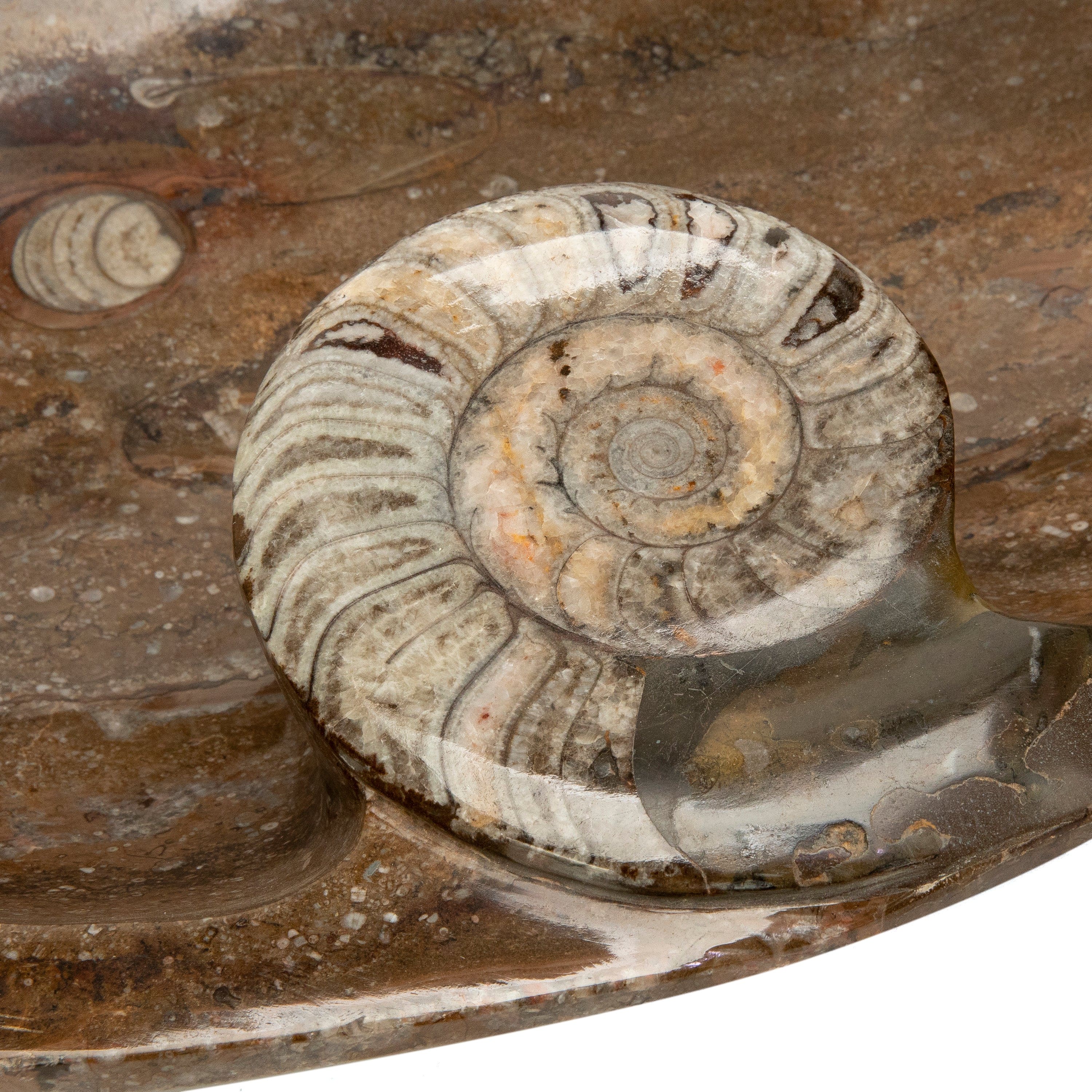 KALIFANO Ammonite Ammonite Fossil Sink Bowl from Morocco - 18.5" AMBOWL3200.006