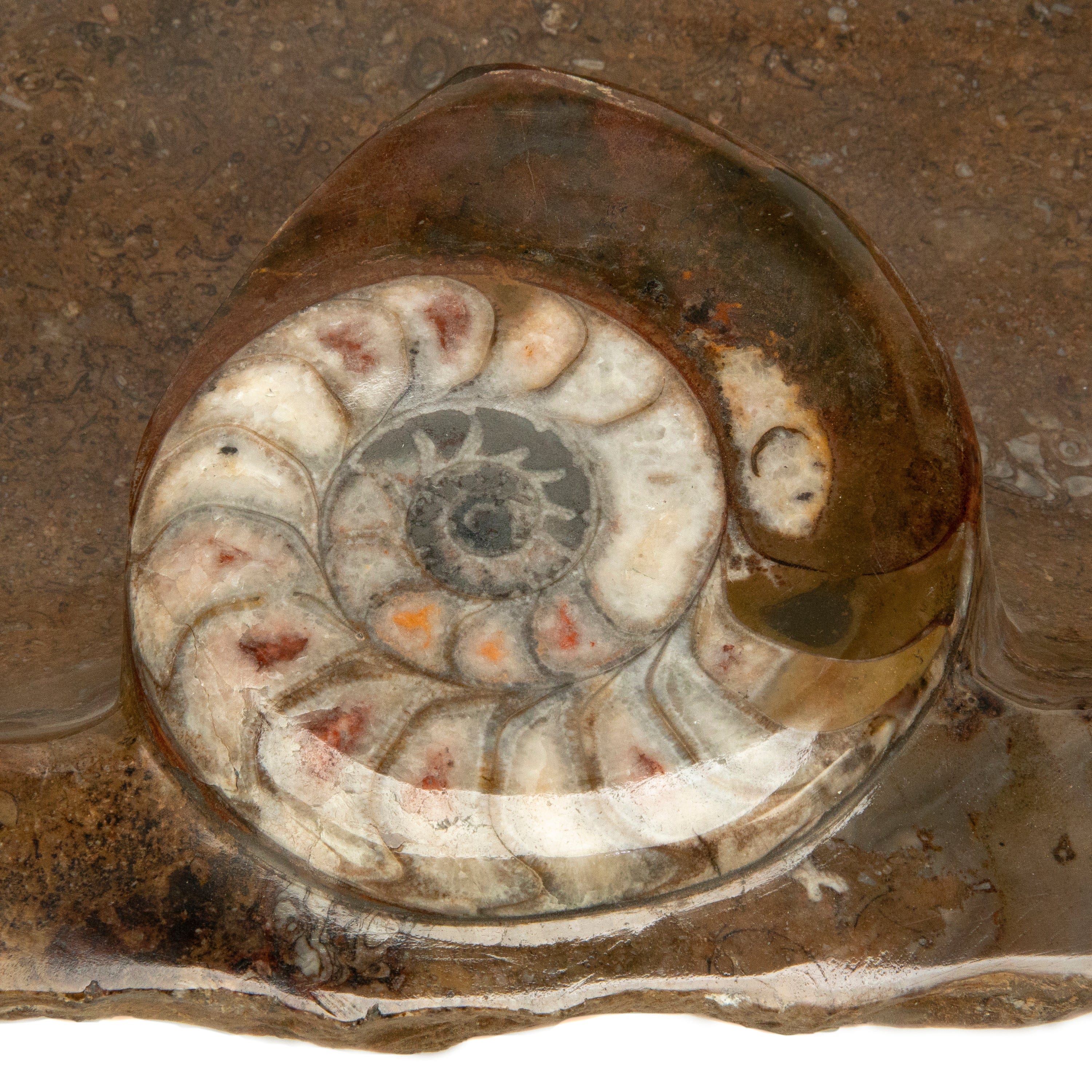 KALIFANO Ammonite Ammonite Fossil Sink Bowl from Morocco - 25" AMBOWL3200.003