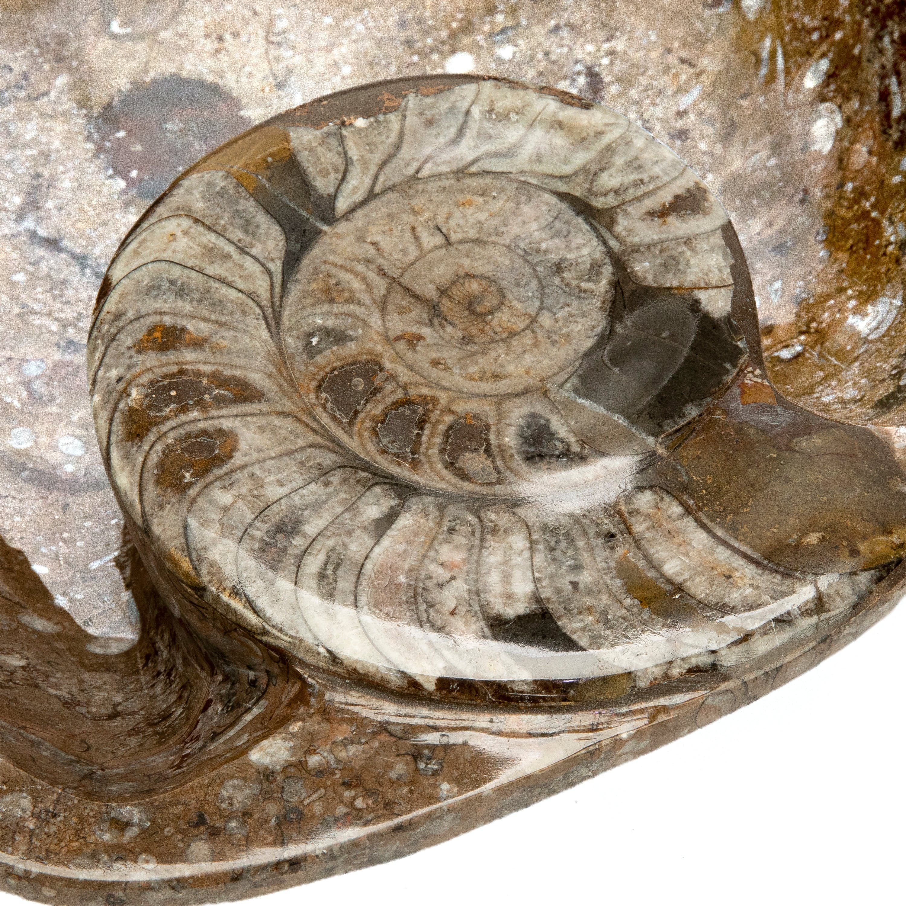 Buy ammonite online fossil