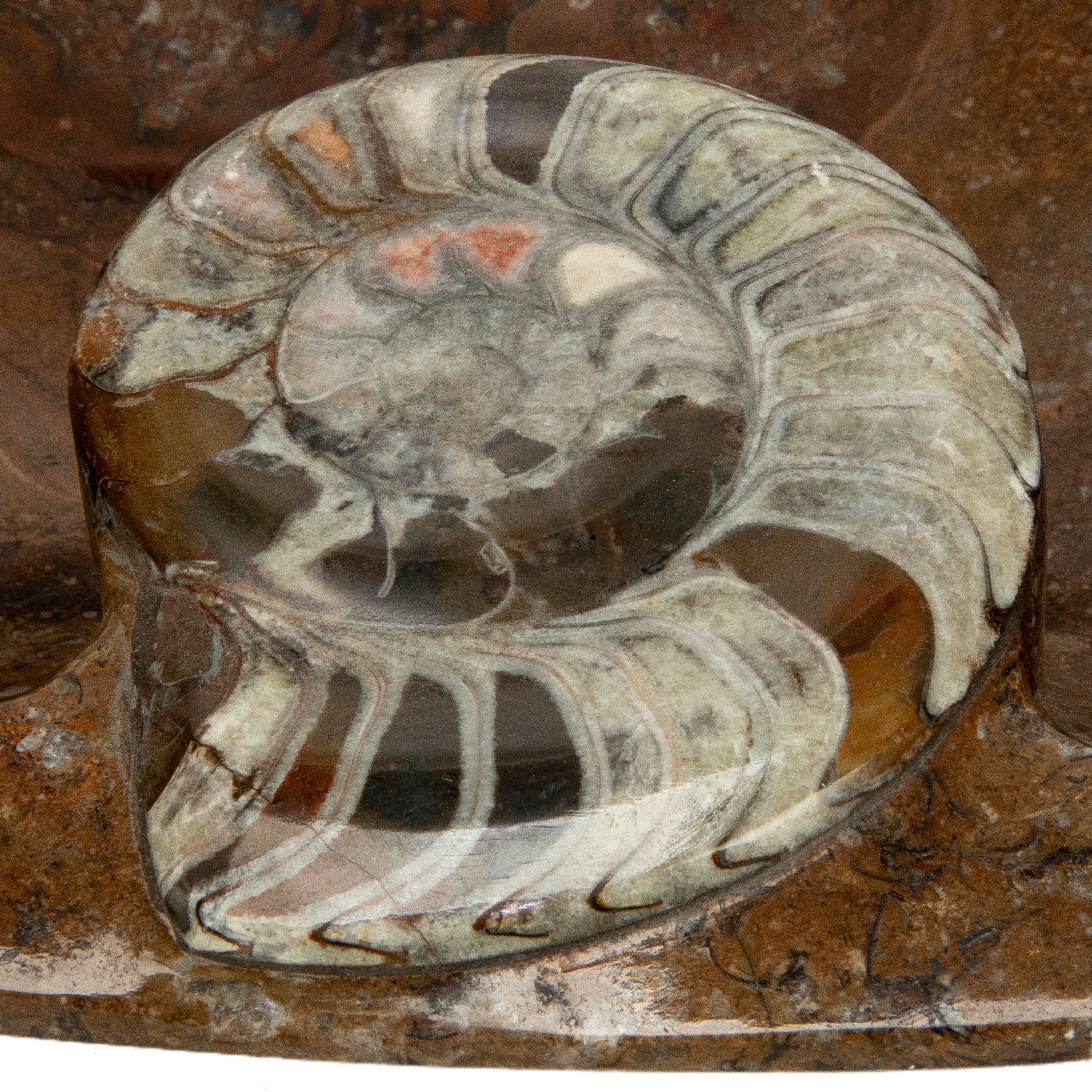 KALIFANO Ammonites Ammonite Fossil Sink Bowl from Morocco - 17.5" AMBOWL3200.002