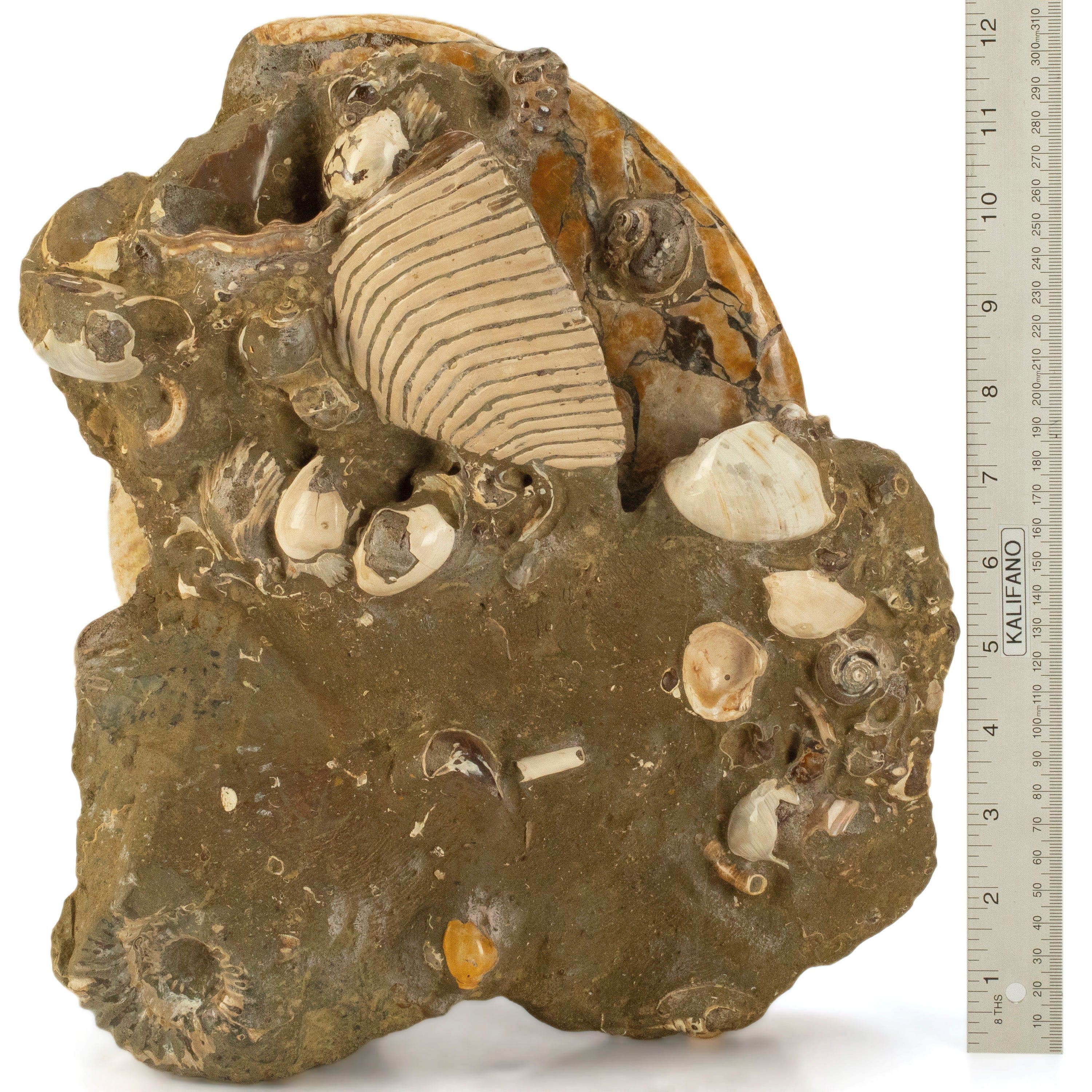 Kalifano Ammonites Natural Ammonite Colony in Matrix from Madagascar - 13" / 22 lbs AMM9000.001