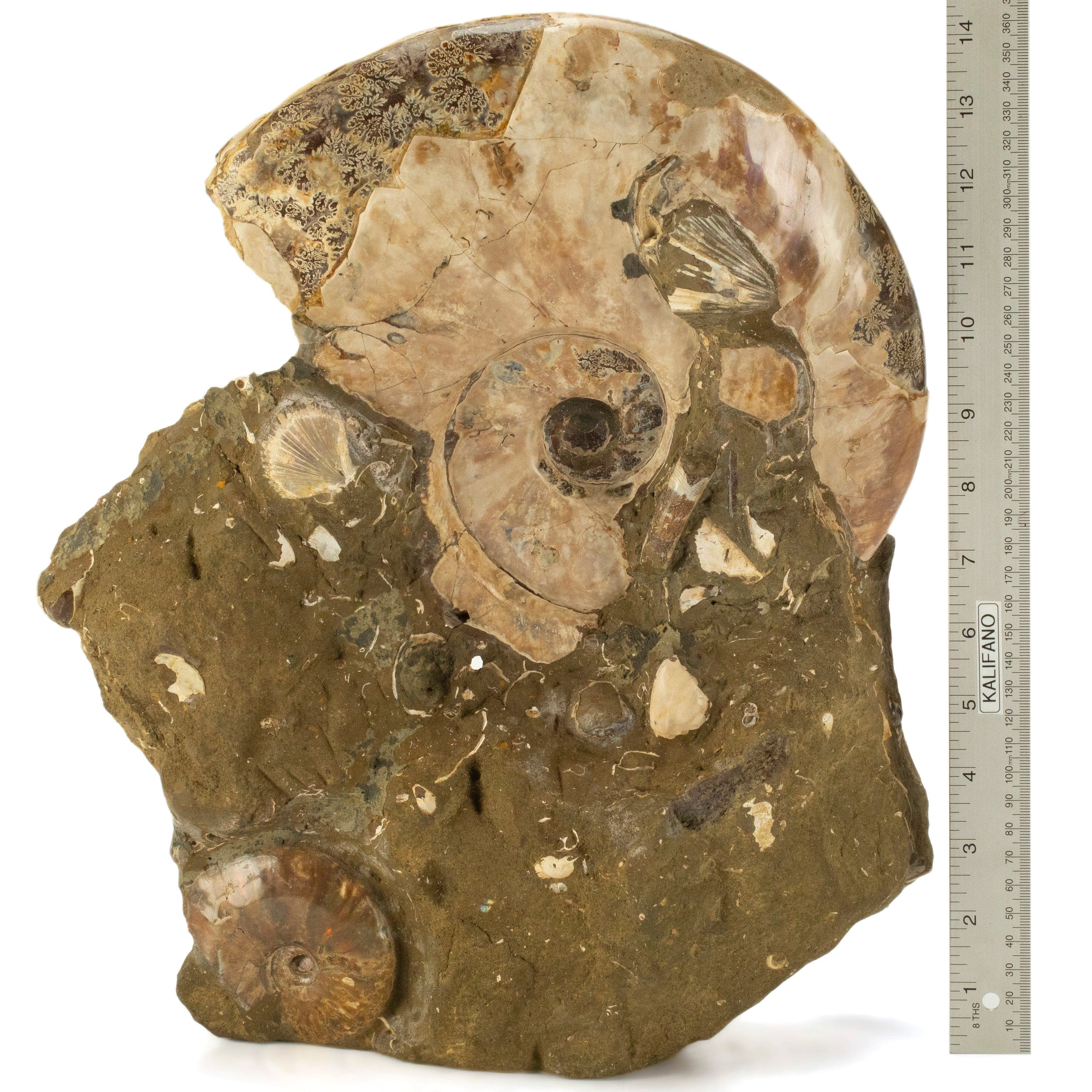 Kalifano Ammonites Natural Opalized Ammonite Colony in Matrix from Madagascar - 14" / 24 lbs AMM15000.001