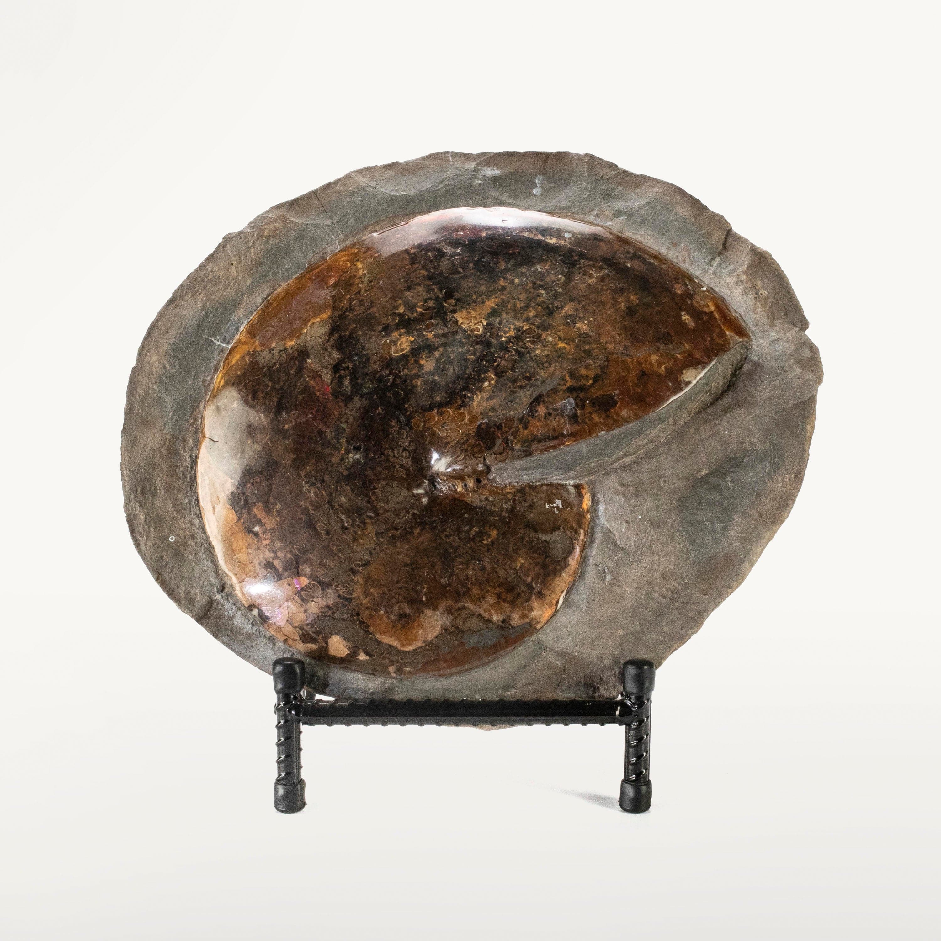 Kalifano Ammonites & Orthoceras Madagascar Ammonite in False Matrix - 12" AMG6900.001