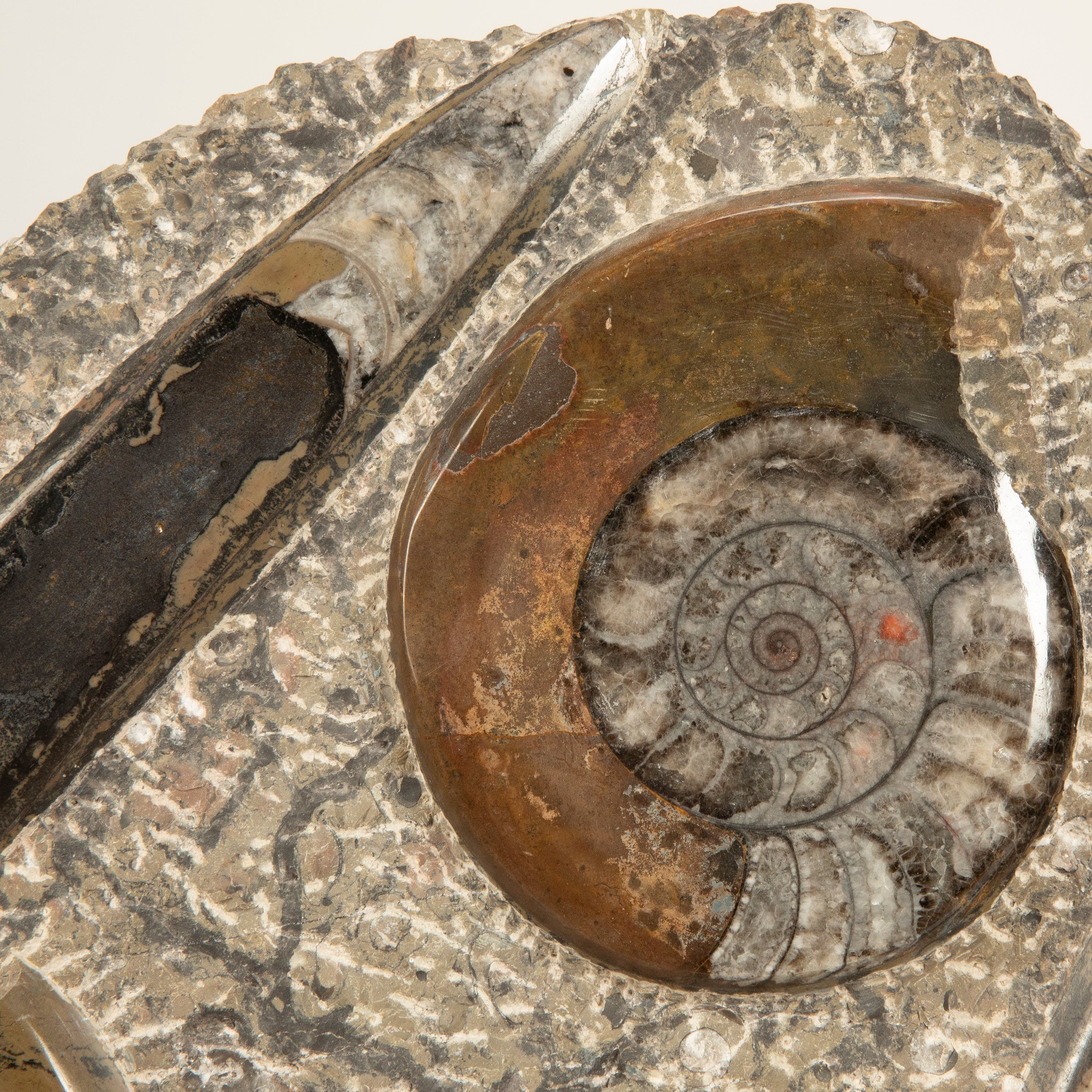 Kalifano Ammonites & Orthoceras Orthoceras & Ammonite Fossil Colony from Morocco - 36" AMOR7200.004