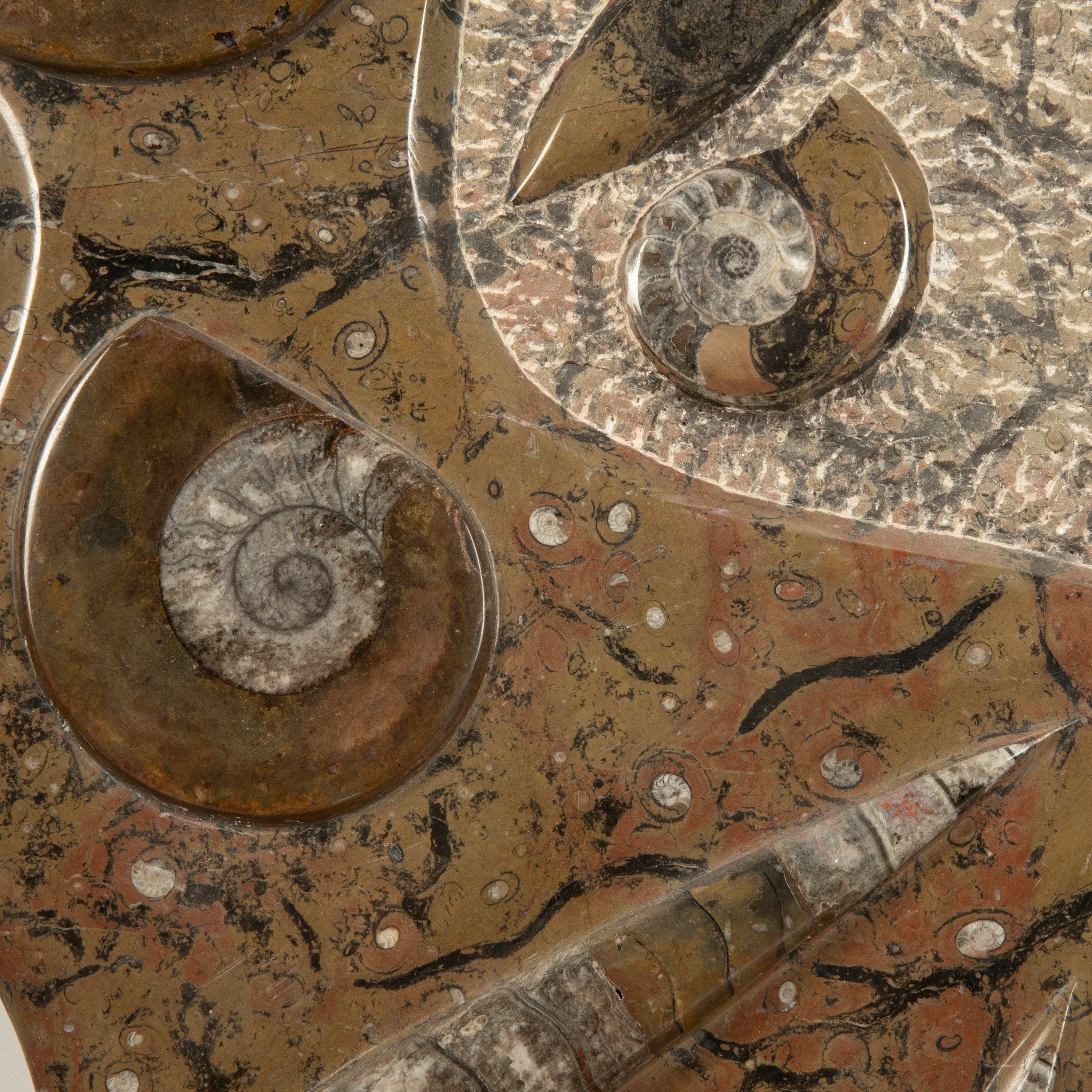 Kalifano Ammonites & Orthoceras Orthoceras & Ammonite Fossil Colony from Morocco - 36" AMOR7200.004