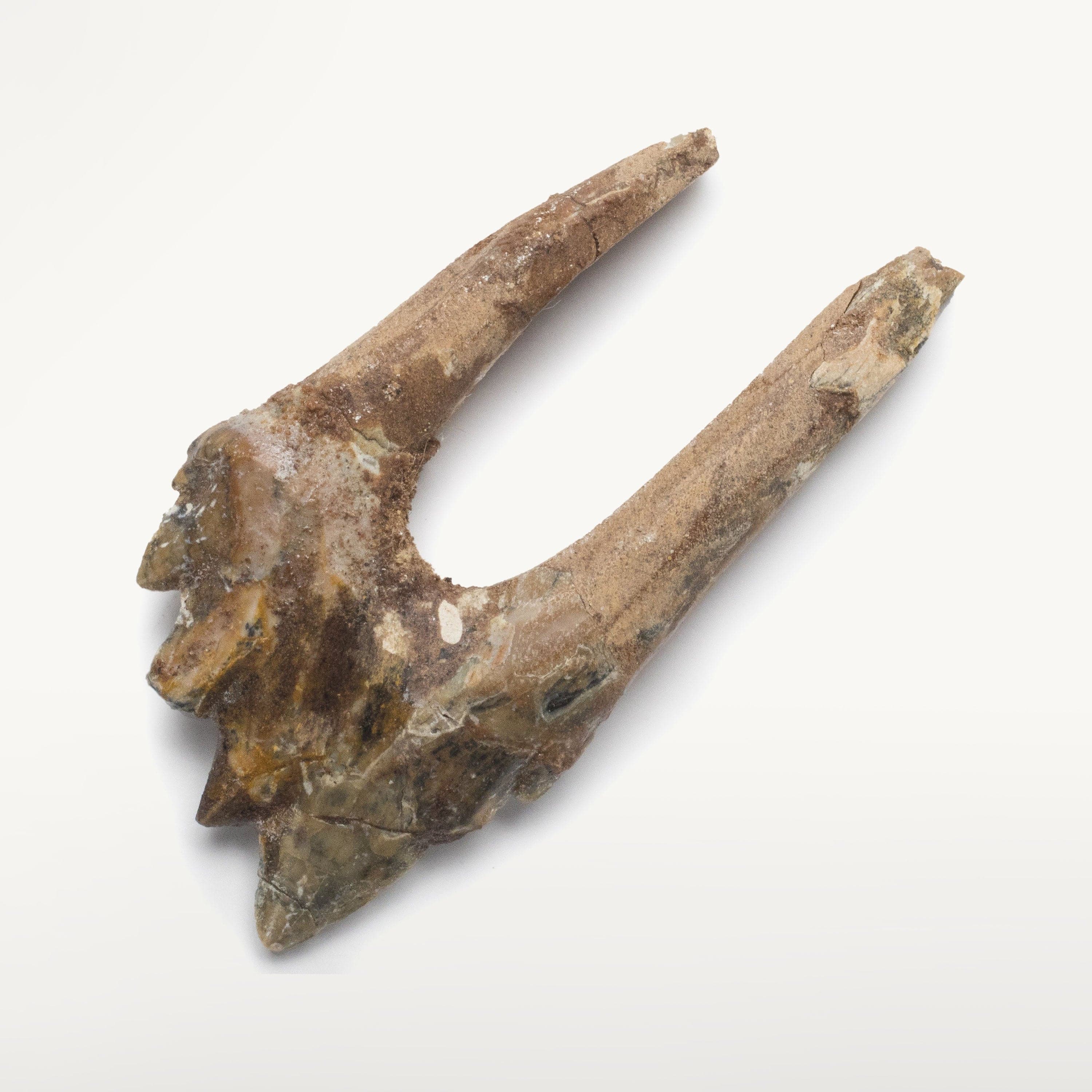Kalifano Basilosaurus Teeth Natural Prehistoric Basilosaurus Whale Tooth from Morocco  - 2.4 in BST600.004