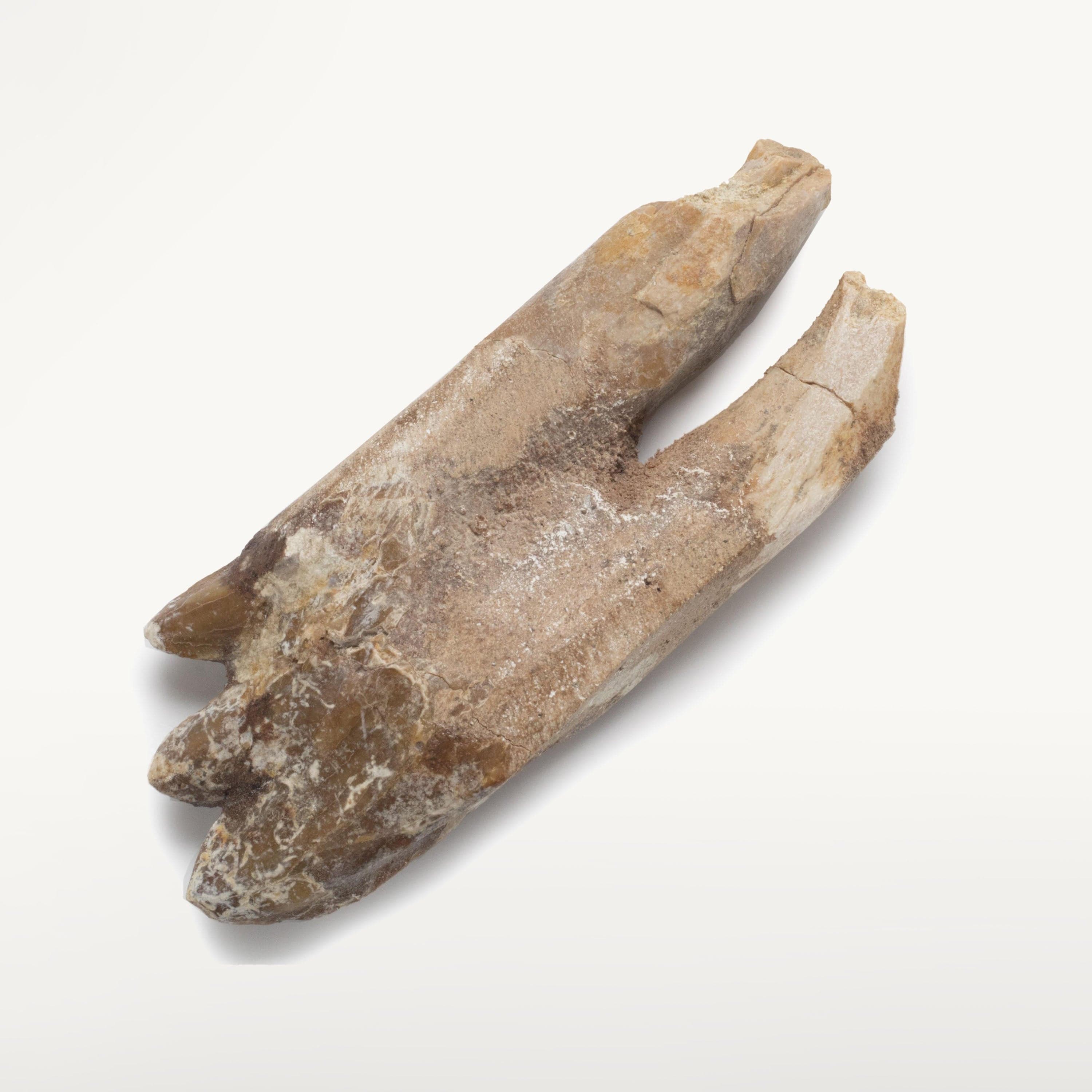 Kalifano Basilosaurus Teeth Natural Prehistoric Basilosaurus Whale Tooth from Morocco  - 2.7 in BST700.002