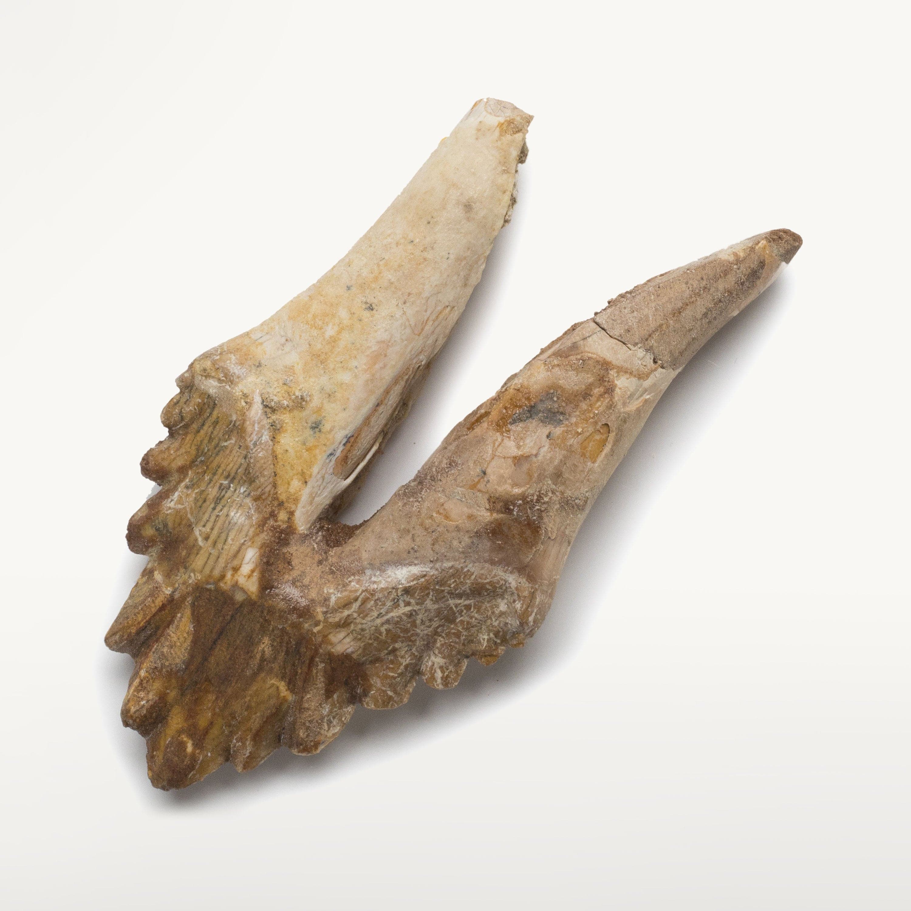 Kalifano Basilosaurus Teeth Natural Prehistoric Basilosaurus Whale Tooth from Morocco  - 3.4 in BST1200.001