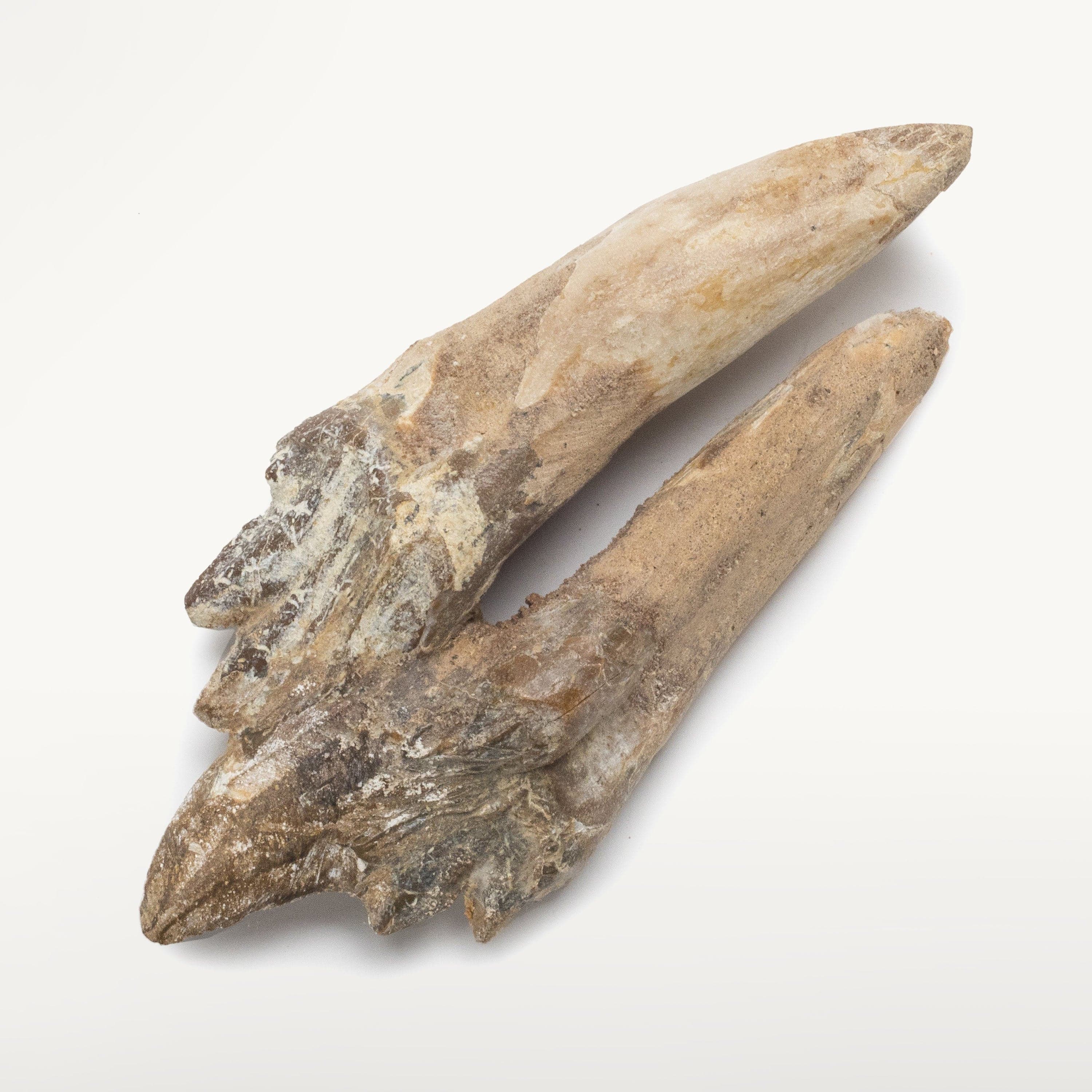 Kalifano Basilosaurus Teeth Natural Prehistoric Basilosaurus Whale Tooth from Morocco  - 3.4 in BST900.002