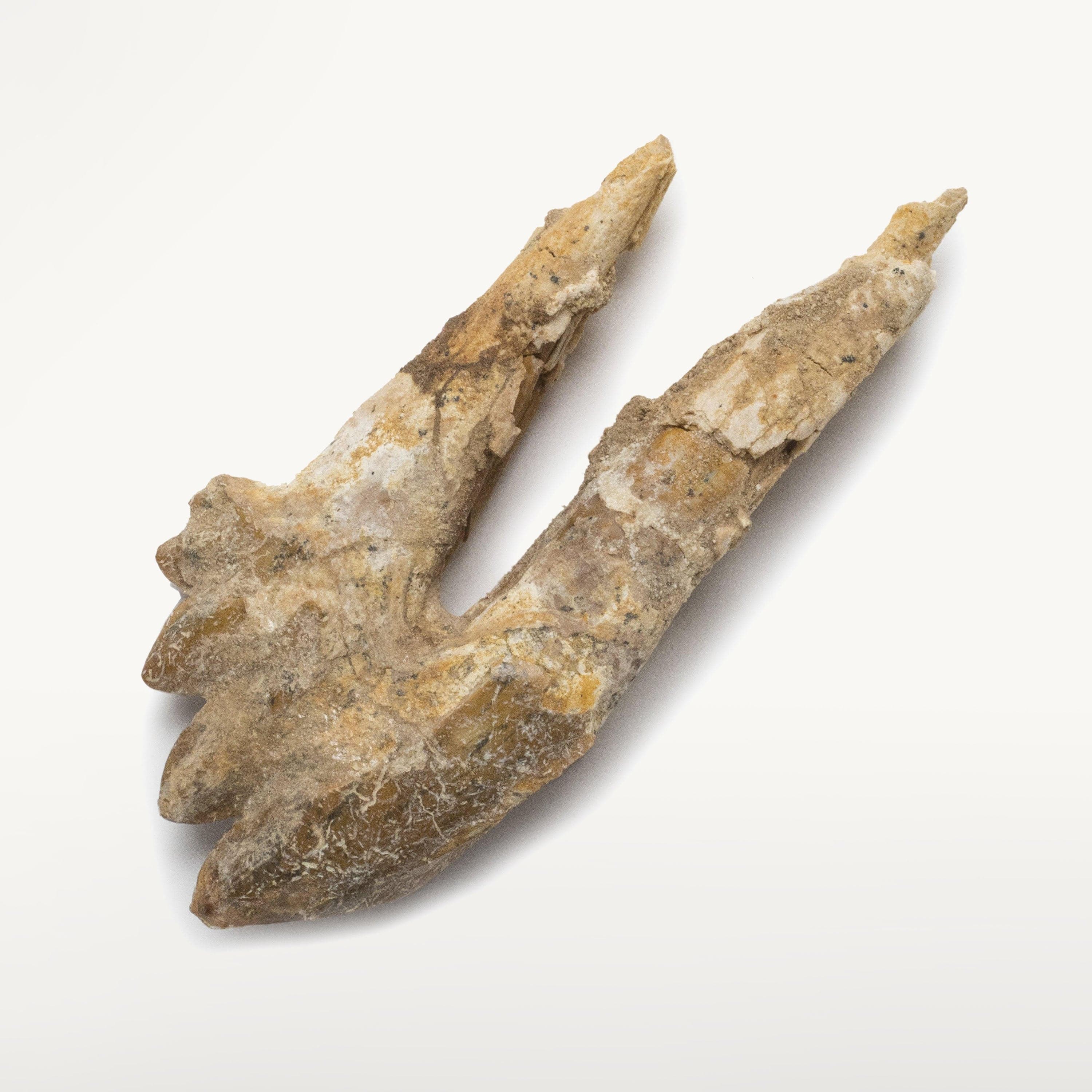 Kalifano Basilosaurus Teeth Natural Prehistoric Basilosaurus Whale Tooth from Morocco  - 3.8 in BST1400.001