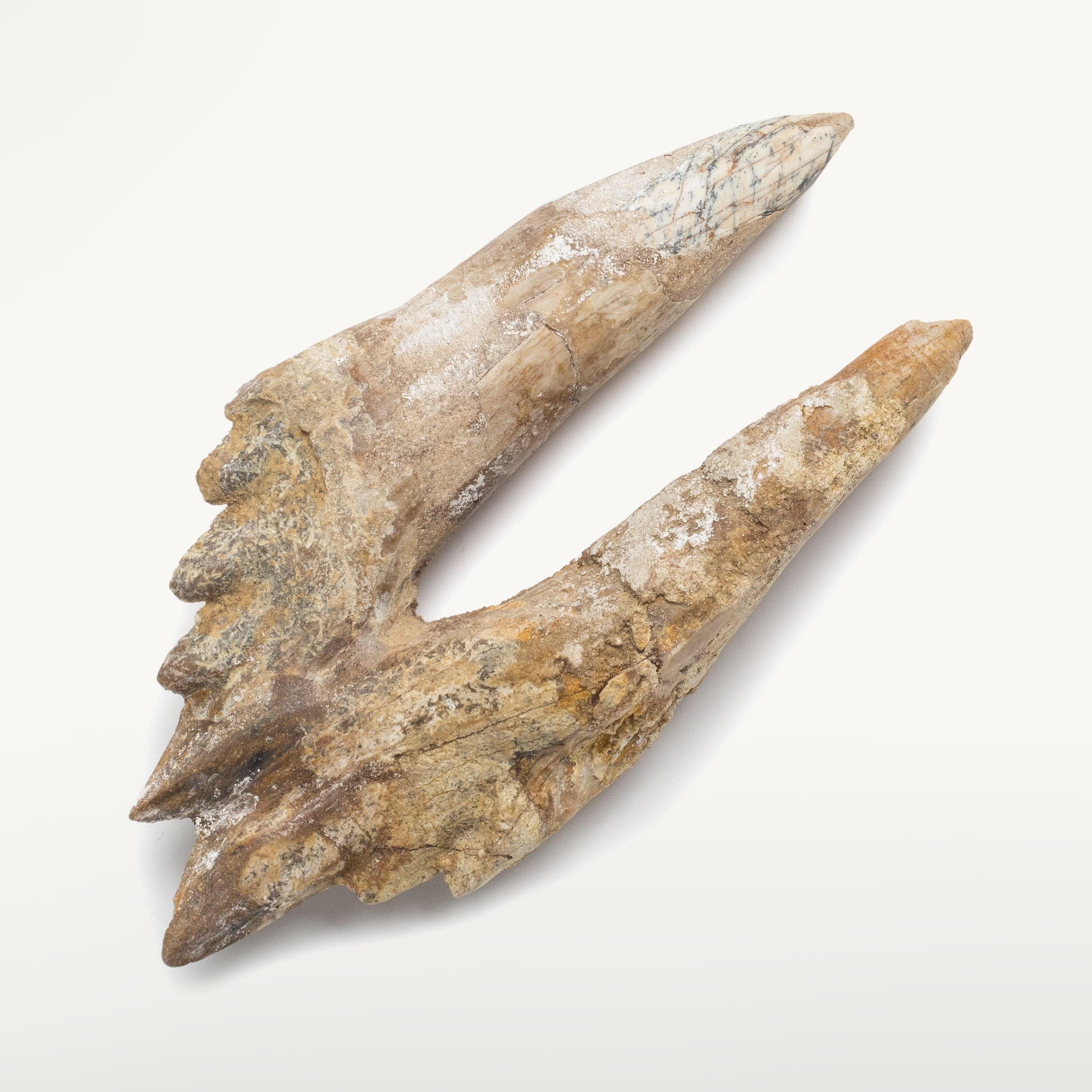 Kalifano Basilosaurus Teeth Natural Prehistoric Basilosaurus Whale Tooth from Morocco  - 3.8 in BST1400.002