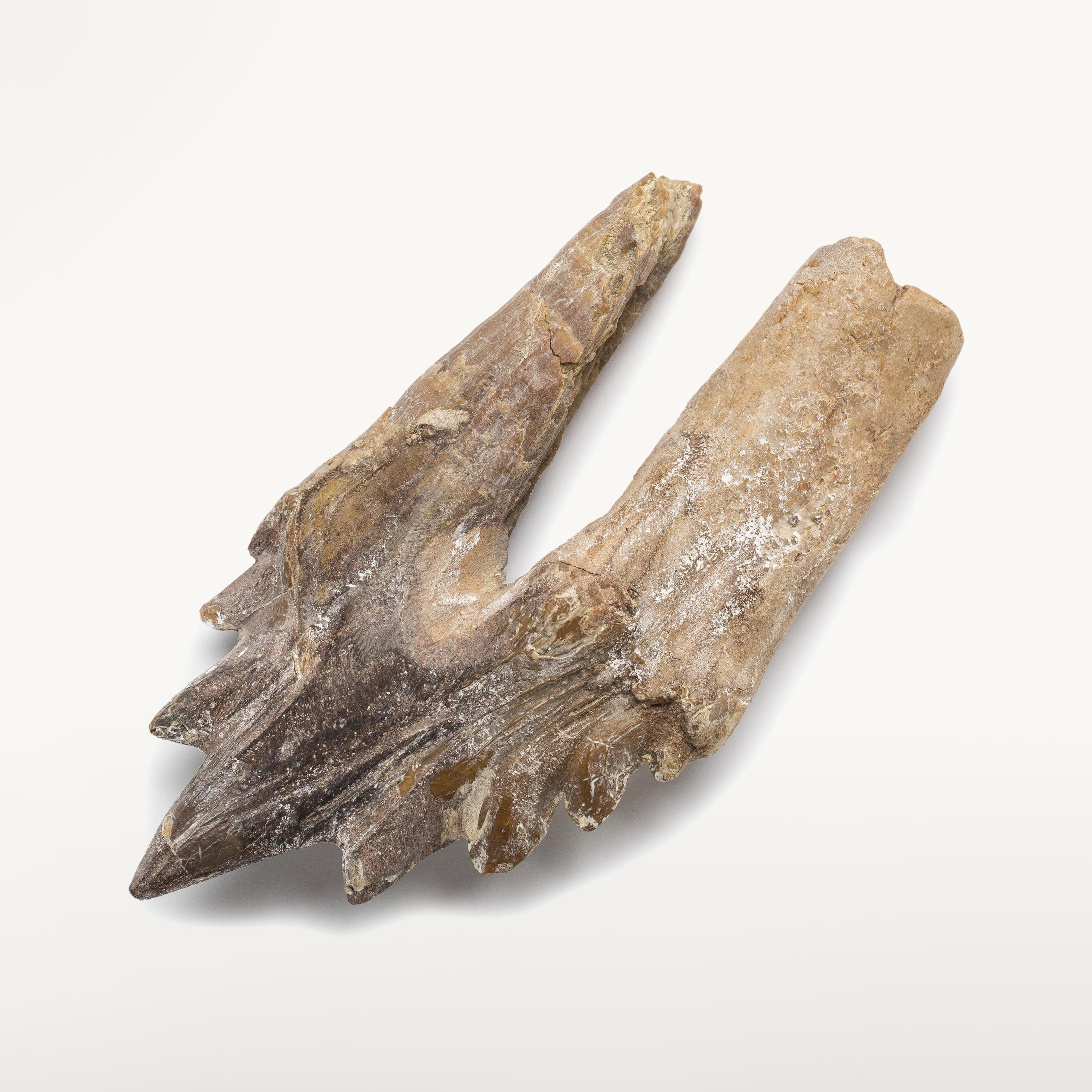 Kalifano Basilosaurus Teeth Natural Prehistoric Basilosaurus Whale Tooth from Morocco  - 4.4 in BST2000.002