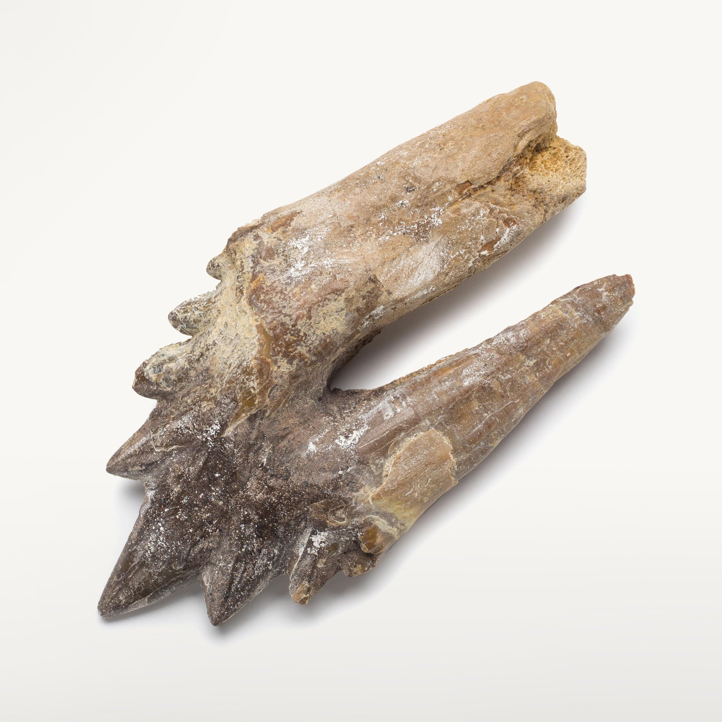 Kalifano Basilosaurus Teeth Natural Prehistoric Basilosaurus Whale Tooth from Morocco  - 4.4 in BST2000.002