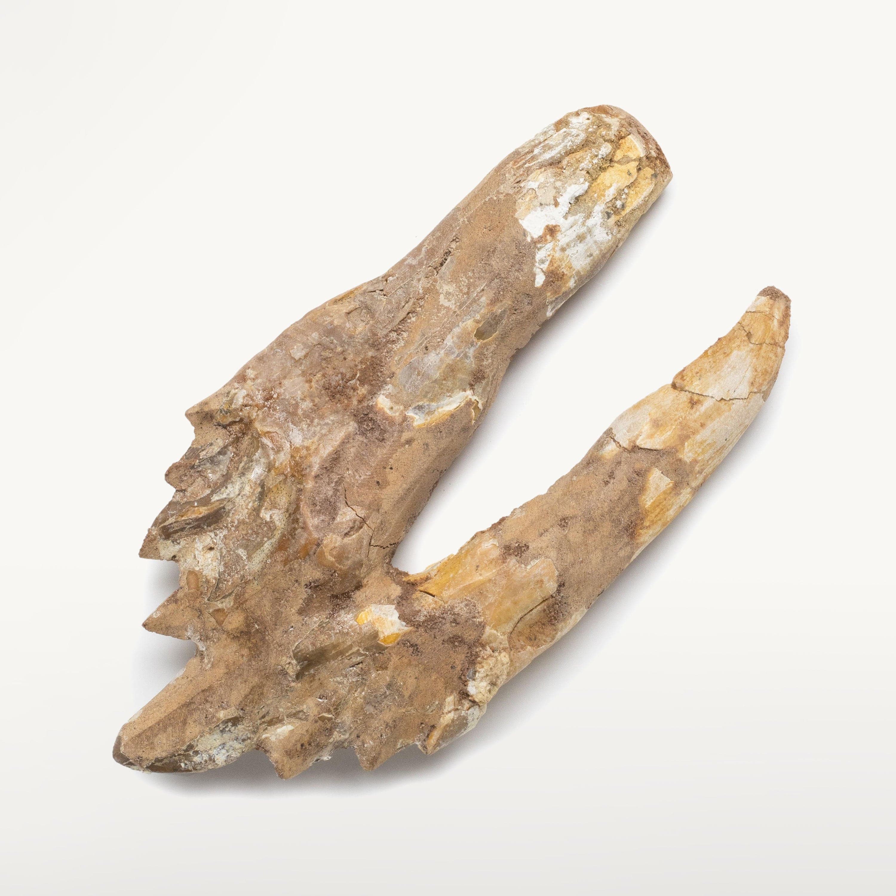 Kalifano Basilosaurus Teeth Natural Prehistoric Basilosaurus Whale Tooth from Morocco  - 5.1 in BST3000.003