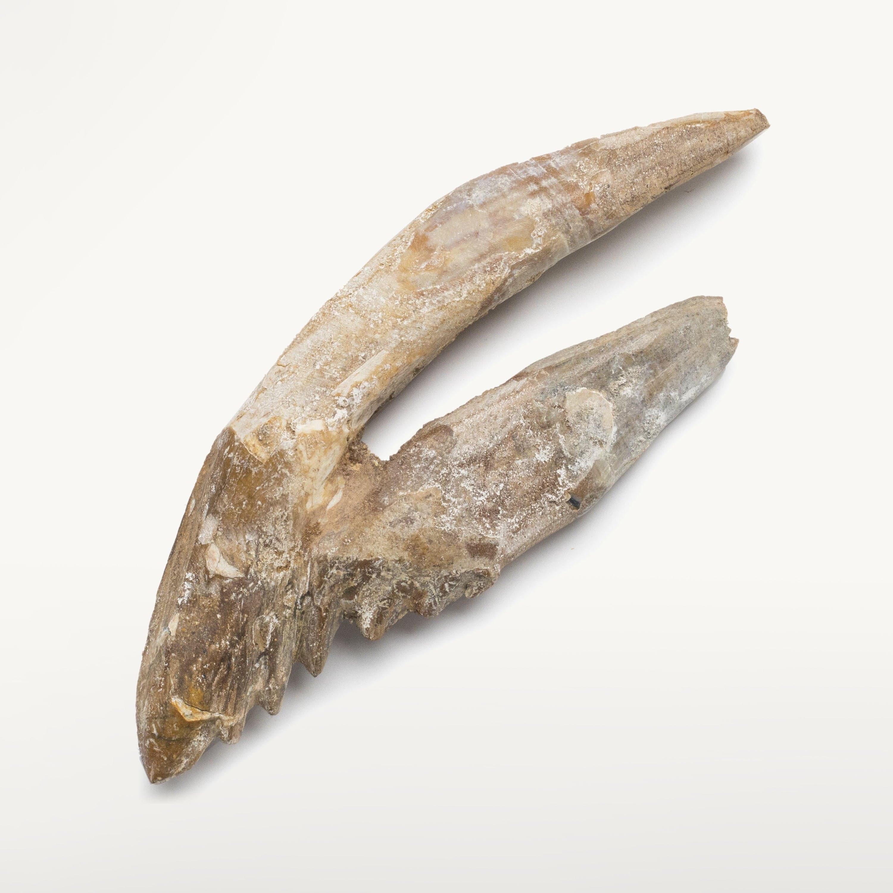 Kalifano Basilosaurus Teeth Natural Prehistoric Basilosaurus Whale Tooth from Morocco  - 5.2 in BST2200.002