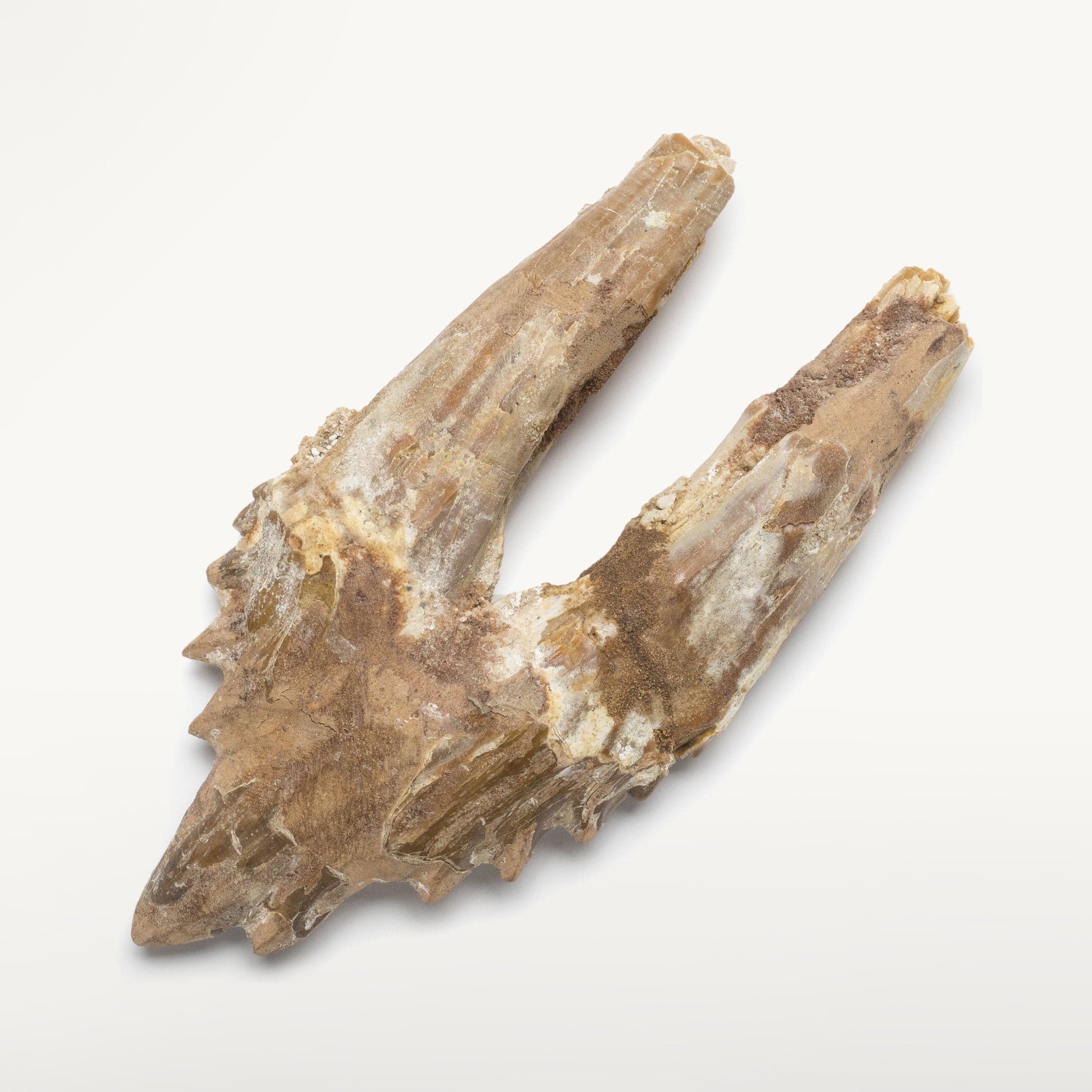 Kalifano Basilosaurus Teeth Natural Prehistoric Basilosaurus Whale Tooth from Morocco  - 5.5 in BST3000.002