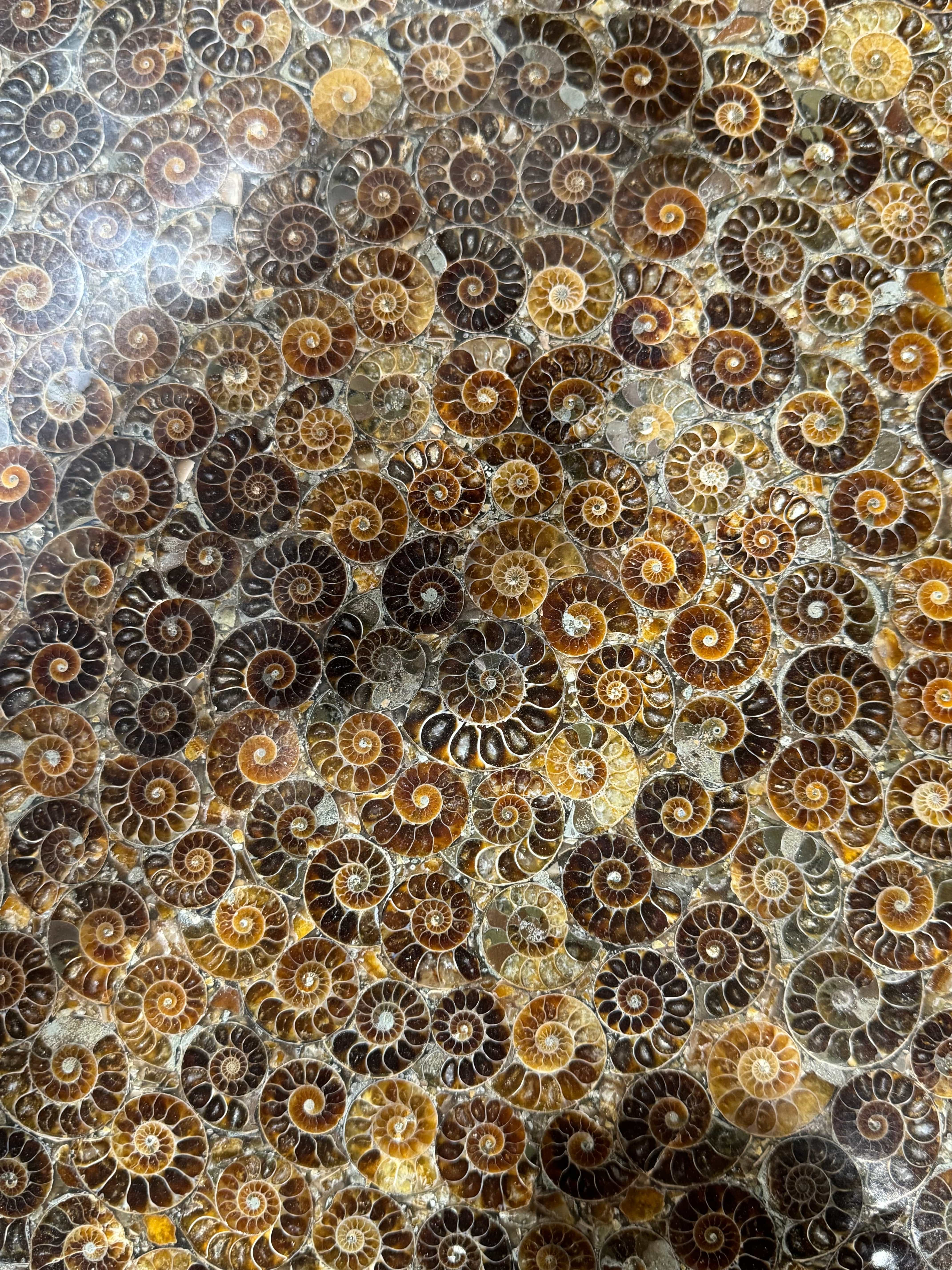 Kalifano Fossils & Minerals Ammonite Table from Madagascar - 24" AMM9600.001