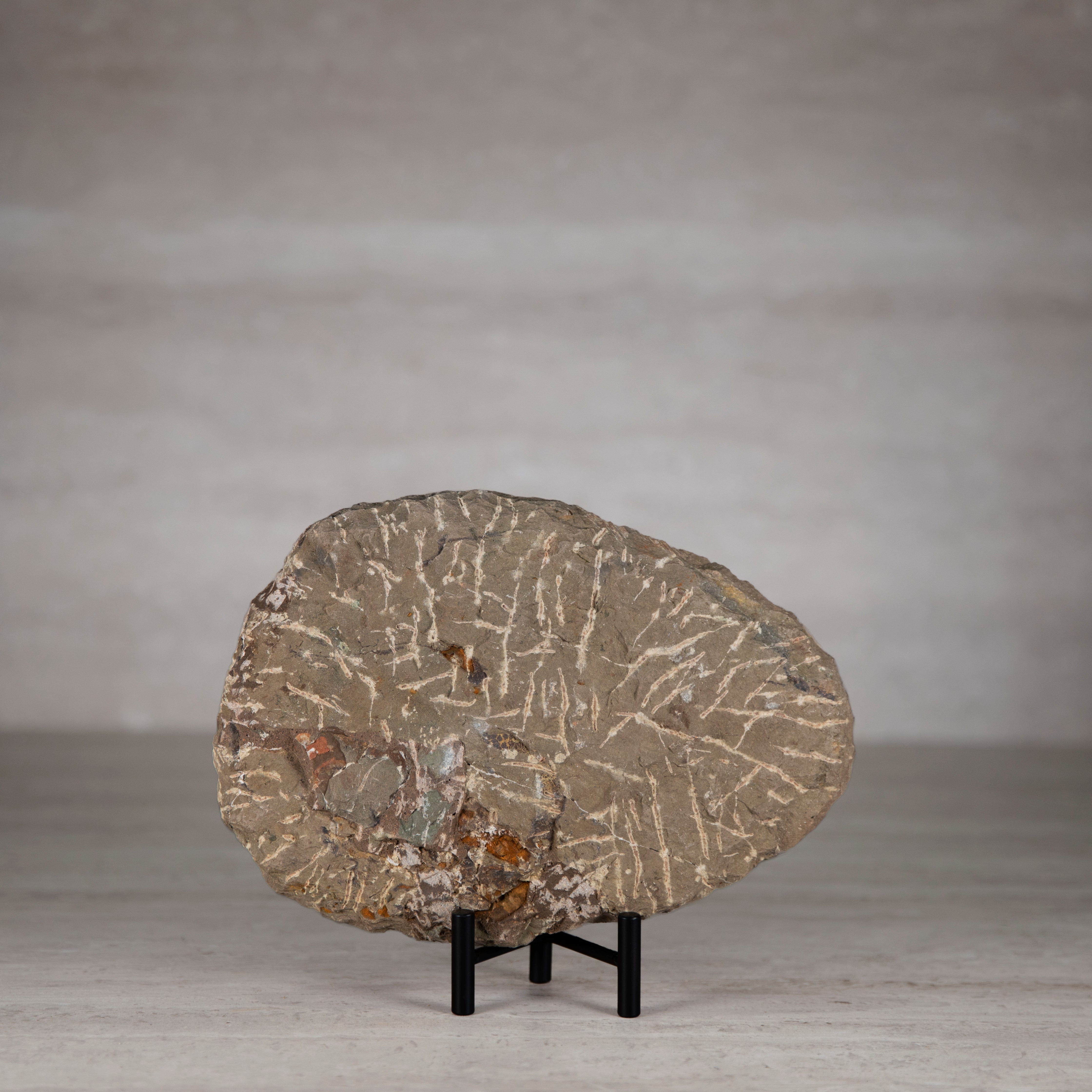 Kalifano Fossils & Minerals Andalusiana Trilobite Fossil from Morocco - 10.5 in TR1500.001