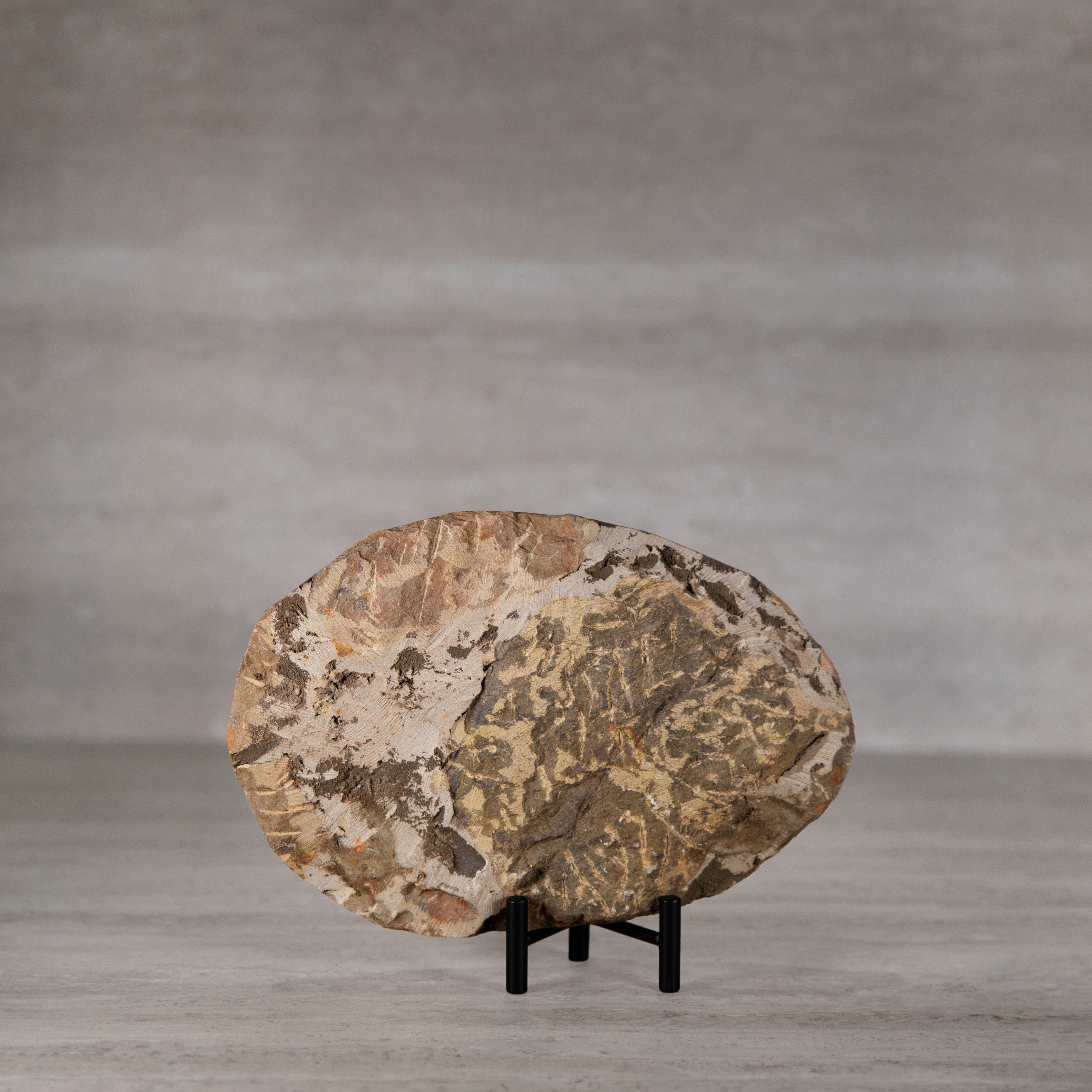 Kalifano Fossils & Minerals Andalusiana Trilobite Fossil from Morocco - 11 in TR1500.004