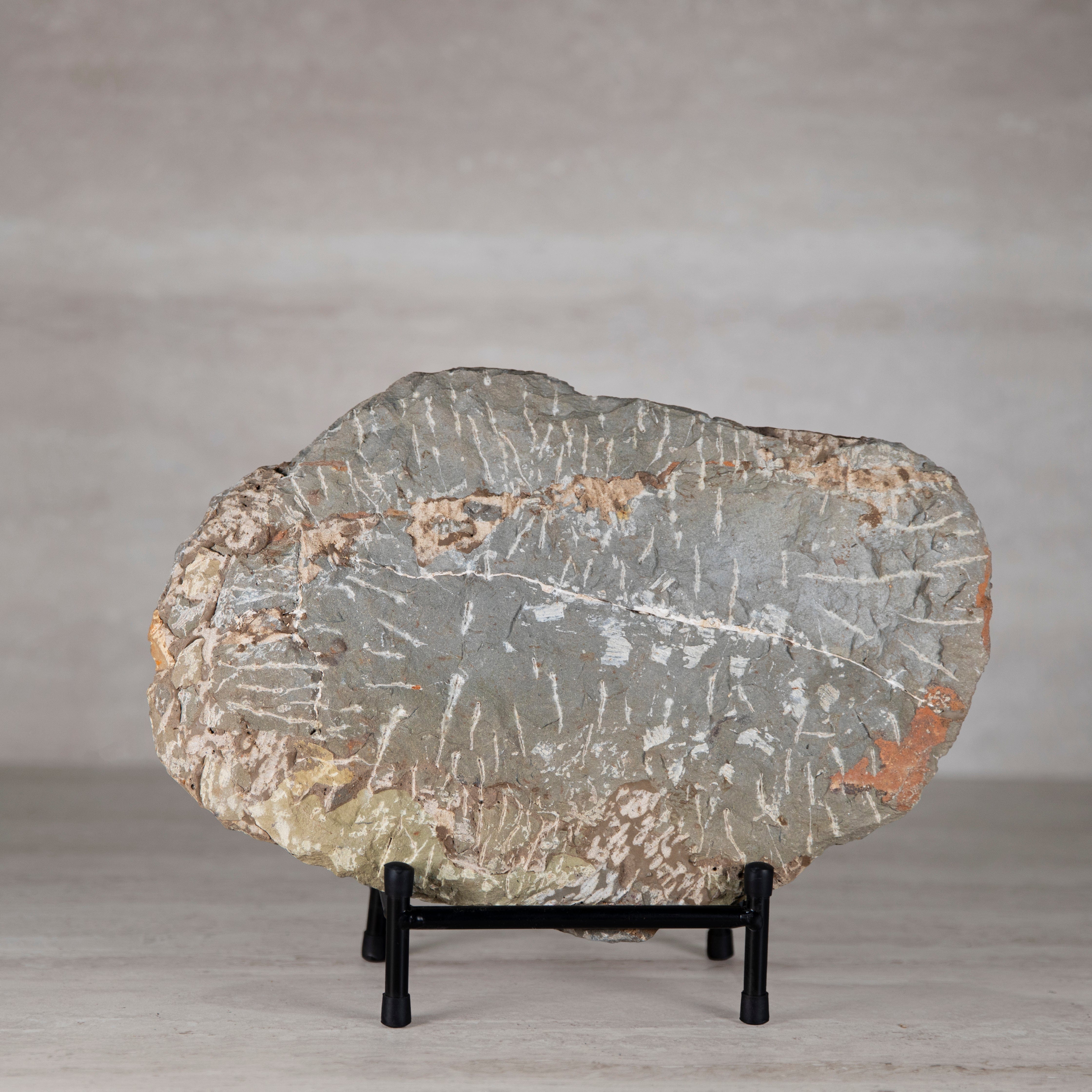 Kalifano Fossils & Minerals Andalusiana Trilobite Fossil from Morocco - 14 in TR3000.001