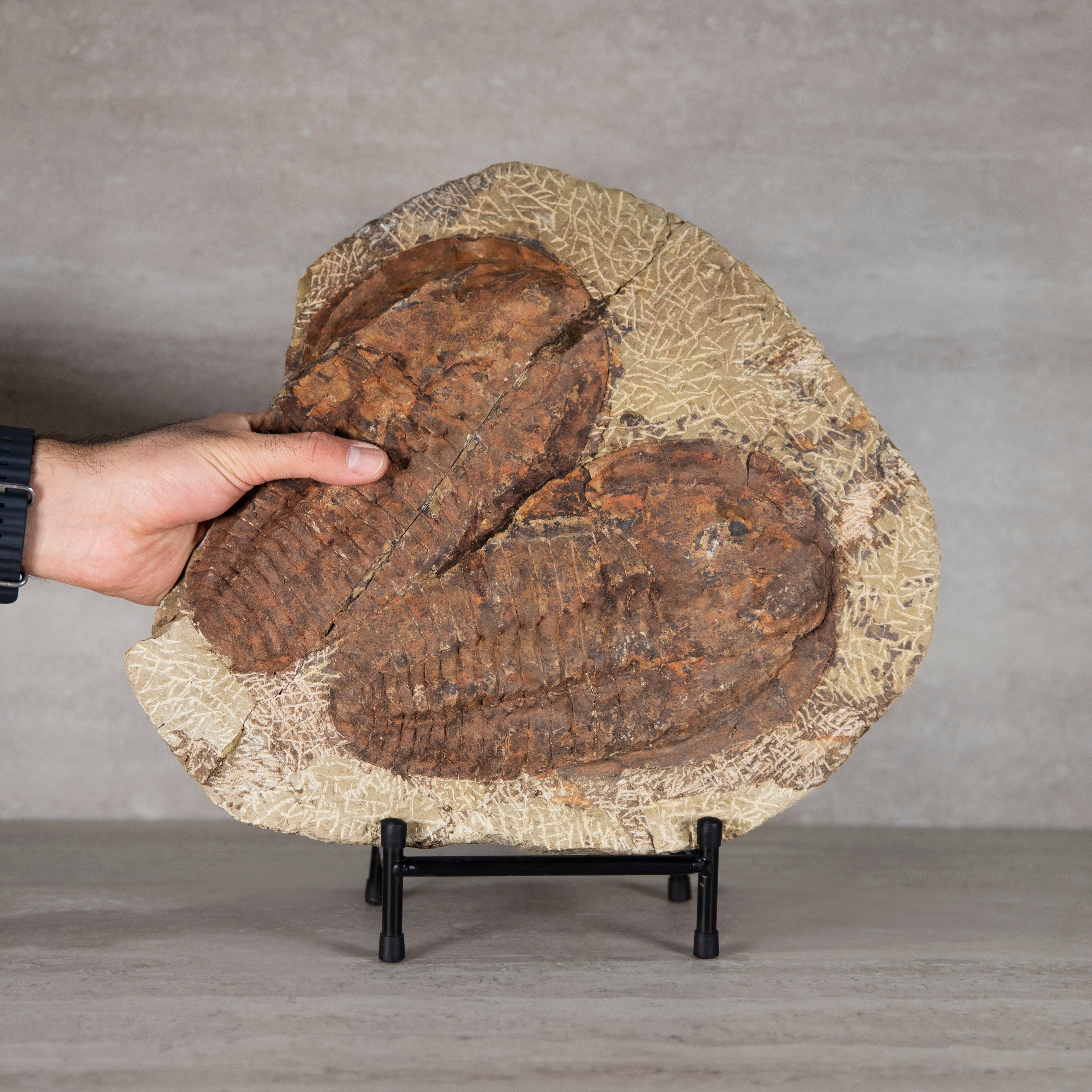 Kalifano Fossils & Minerals Andalusiana Trilobite Fossil from Morocco - 14 in TR3000.002