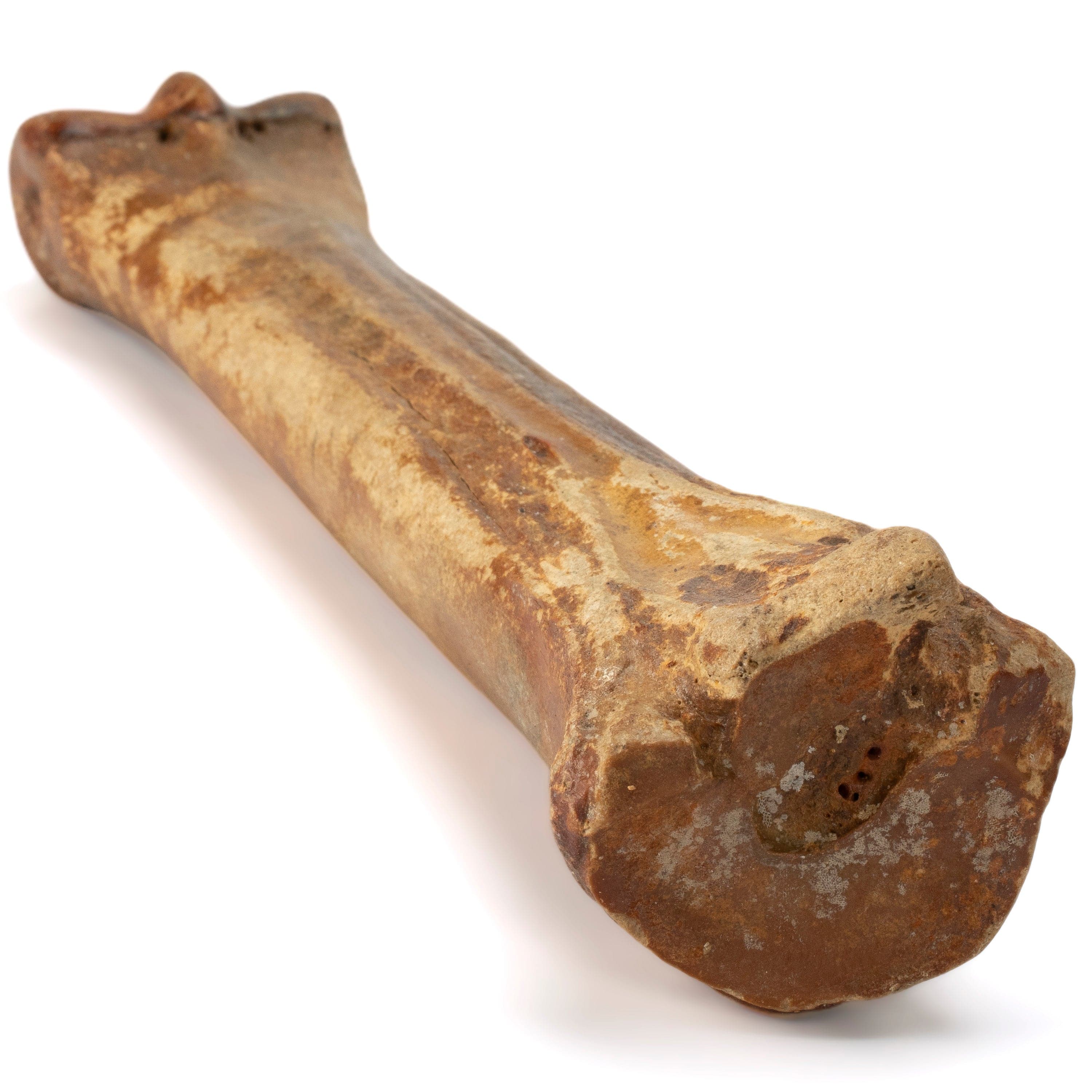 Kalifano Fossils & Minerals Authentic Horse Leg Bone Fossil DB400-HB
