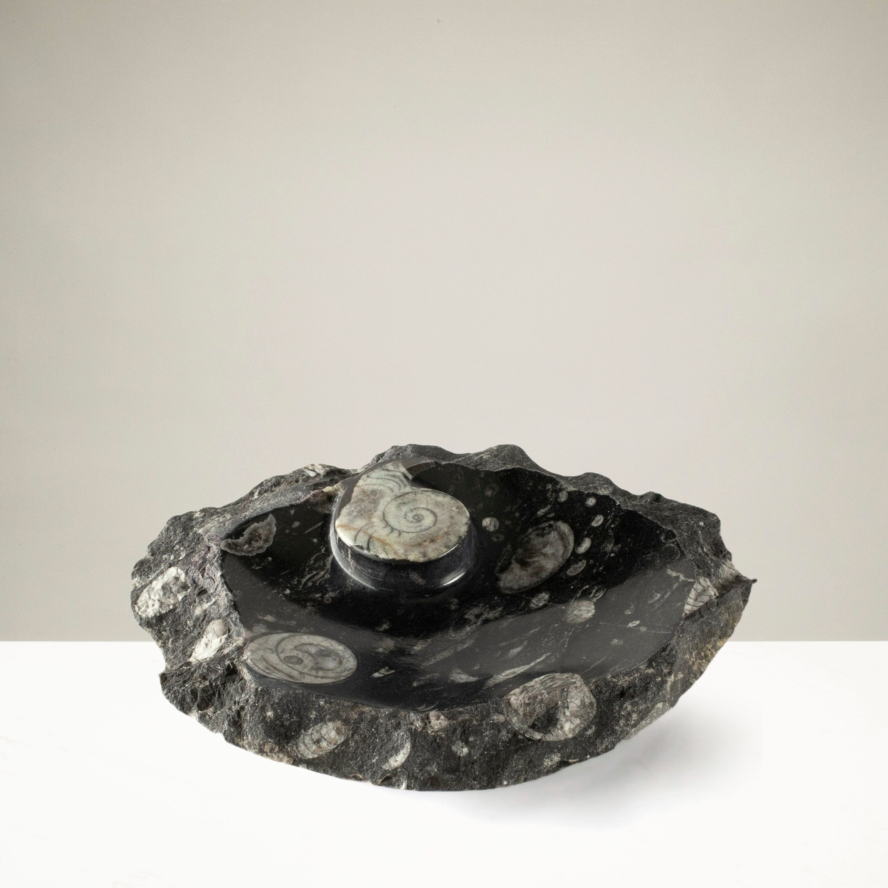 Kalifano Fossils & Minerals Black Ammonite Dish / Ashtray from Morocco - 9" BAM240-BK
