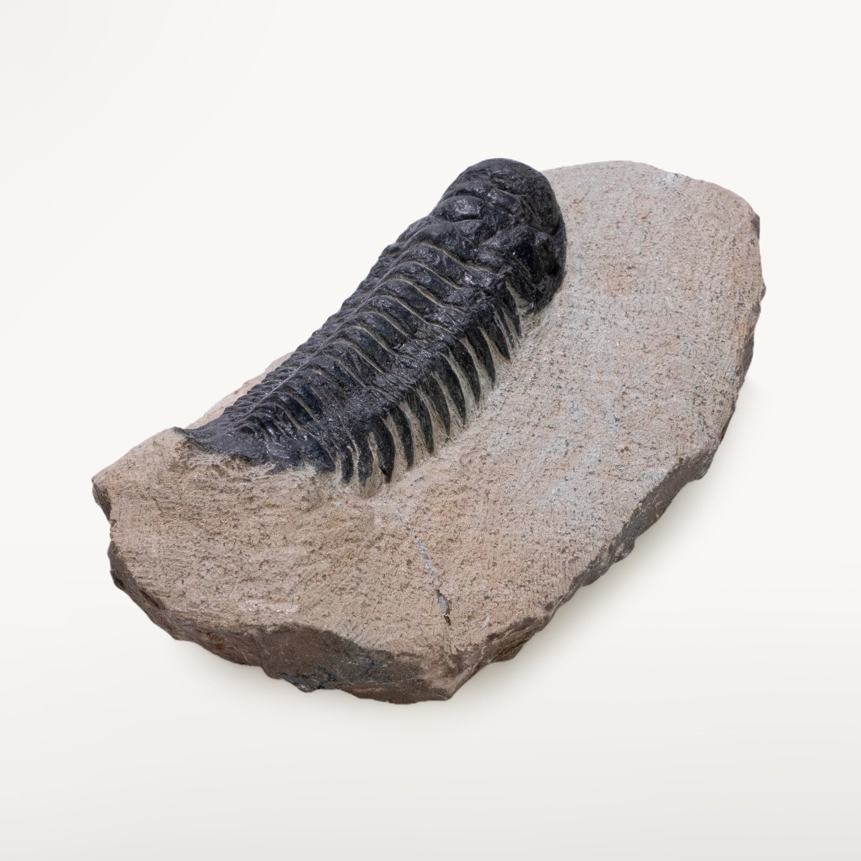 Kalifano Fossils & Minerals Crotalocephalus Trilobite in Matrix from Morocco TR800-CRO