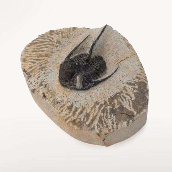 kalifano-fossils-minerals-