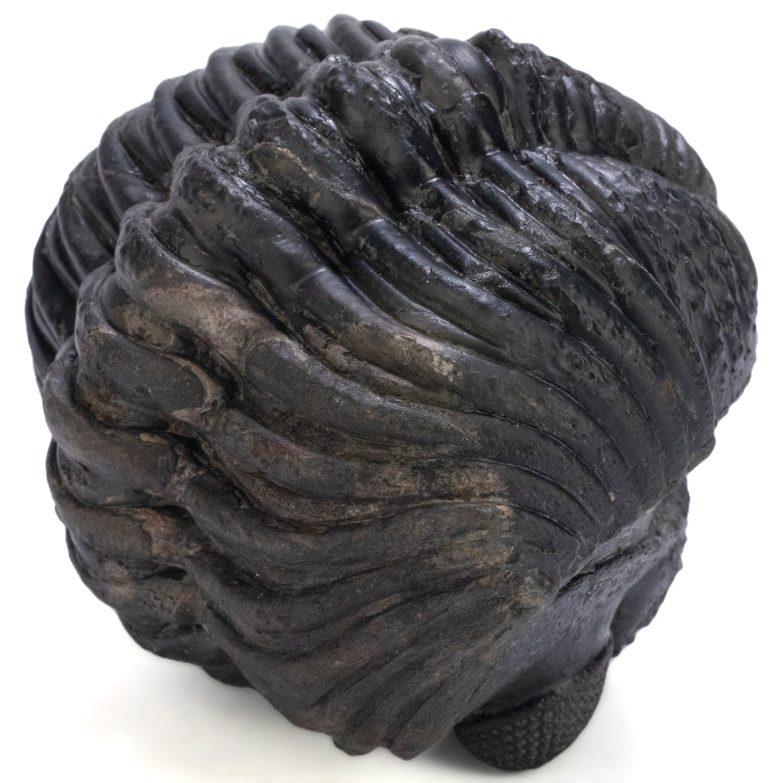 Kalifano Fossils & Minerals Enrolled Drotops Trilobite from Morocco - 3" TR3000.007