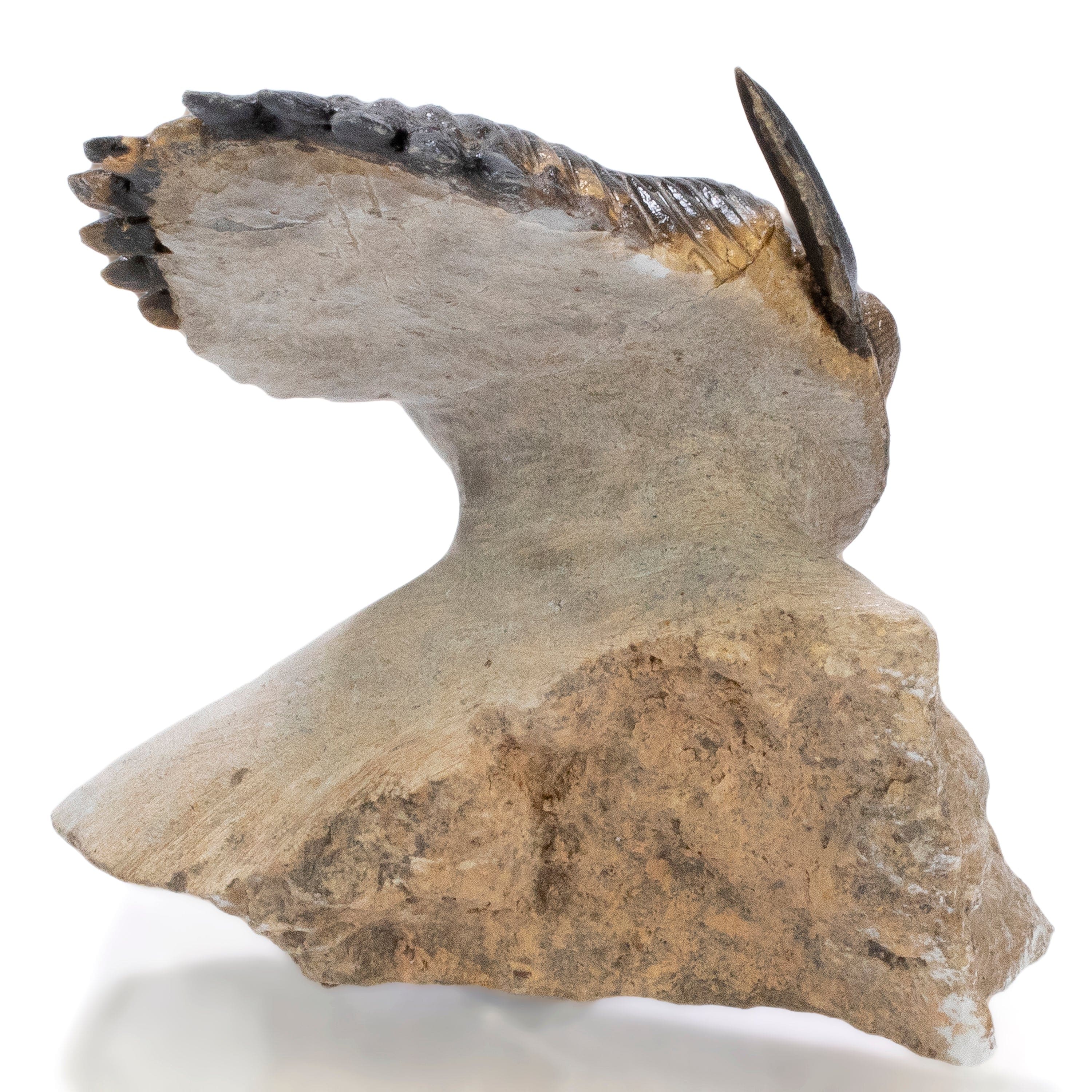 Kalifano Fossils & Minerals Hollardops Trilobite in Matrix from Morocco - 2.1" TR3000.012