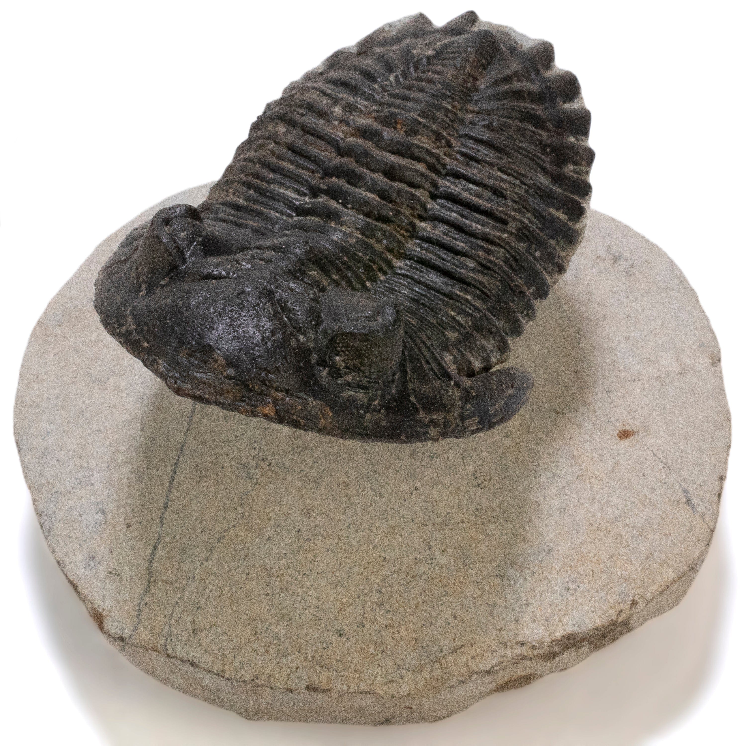 Kalifano Fossils & Minerals Hollardops Trilobite in Matrix from Morocco - 2.3" TR3000.014