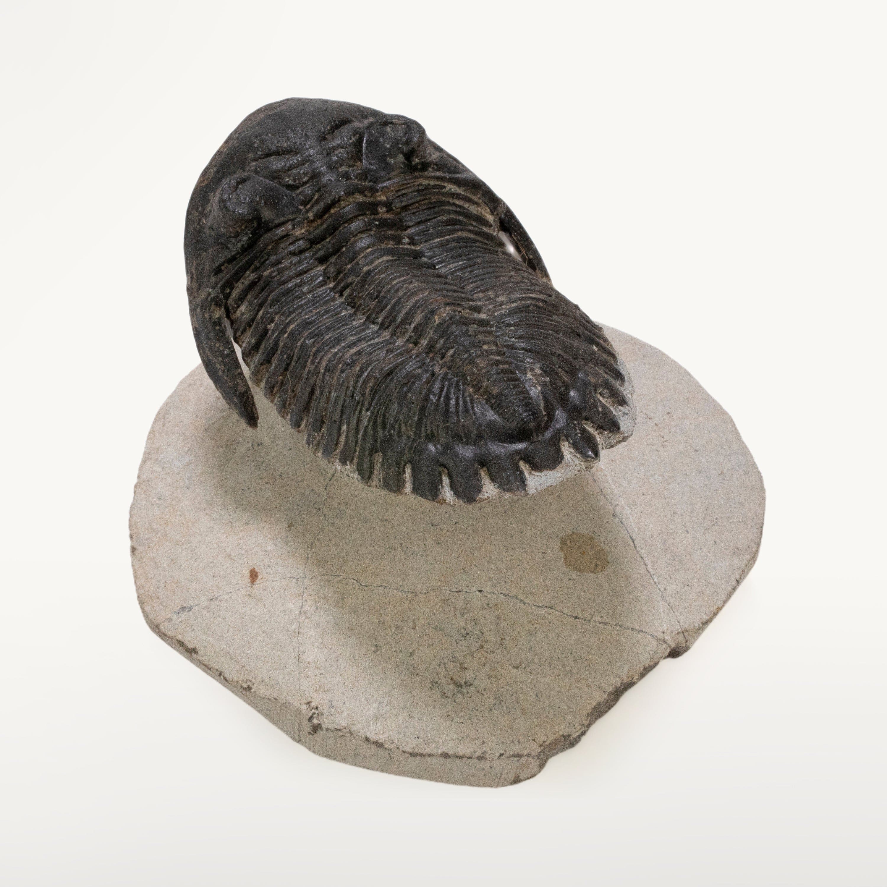 Kalifano Fossils & Minerals Hollardops Trilobite in Matrix from Morocco - 2.3" TR3000.014