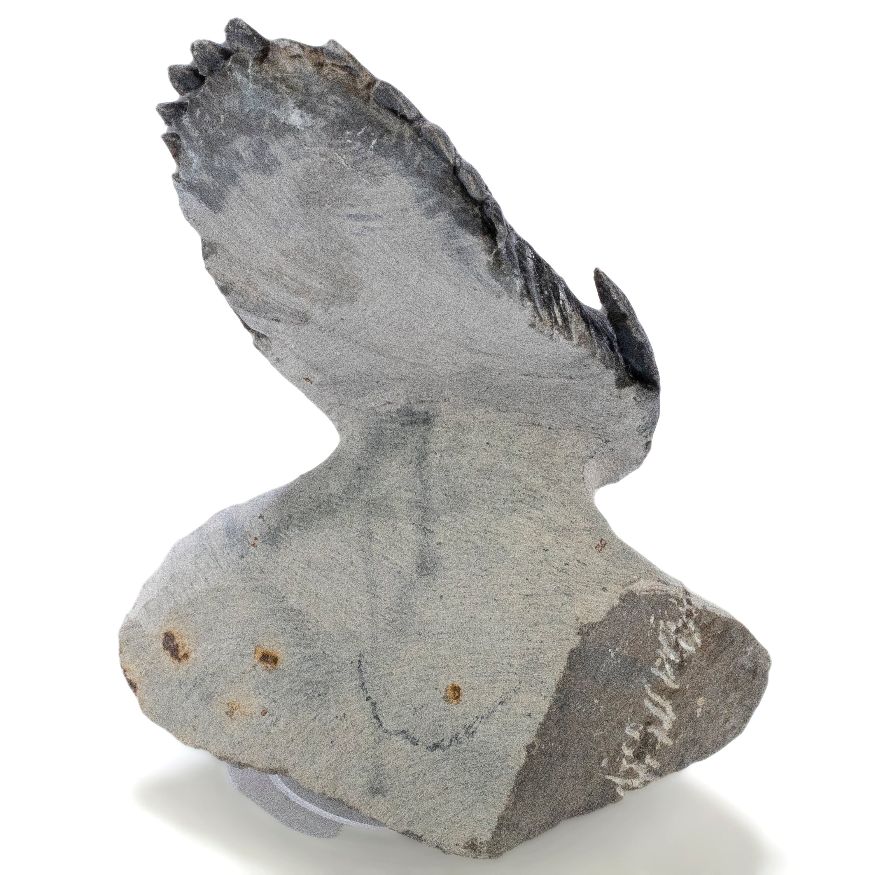 Kalifano Fossils & Minerals Hollardops Trilobite in Matrix from Morocco - 2.5" TR3000.013