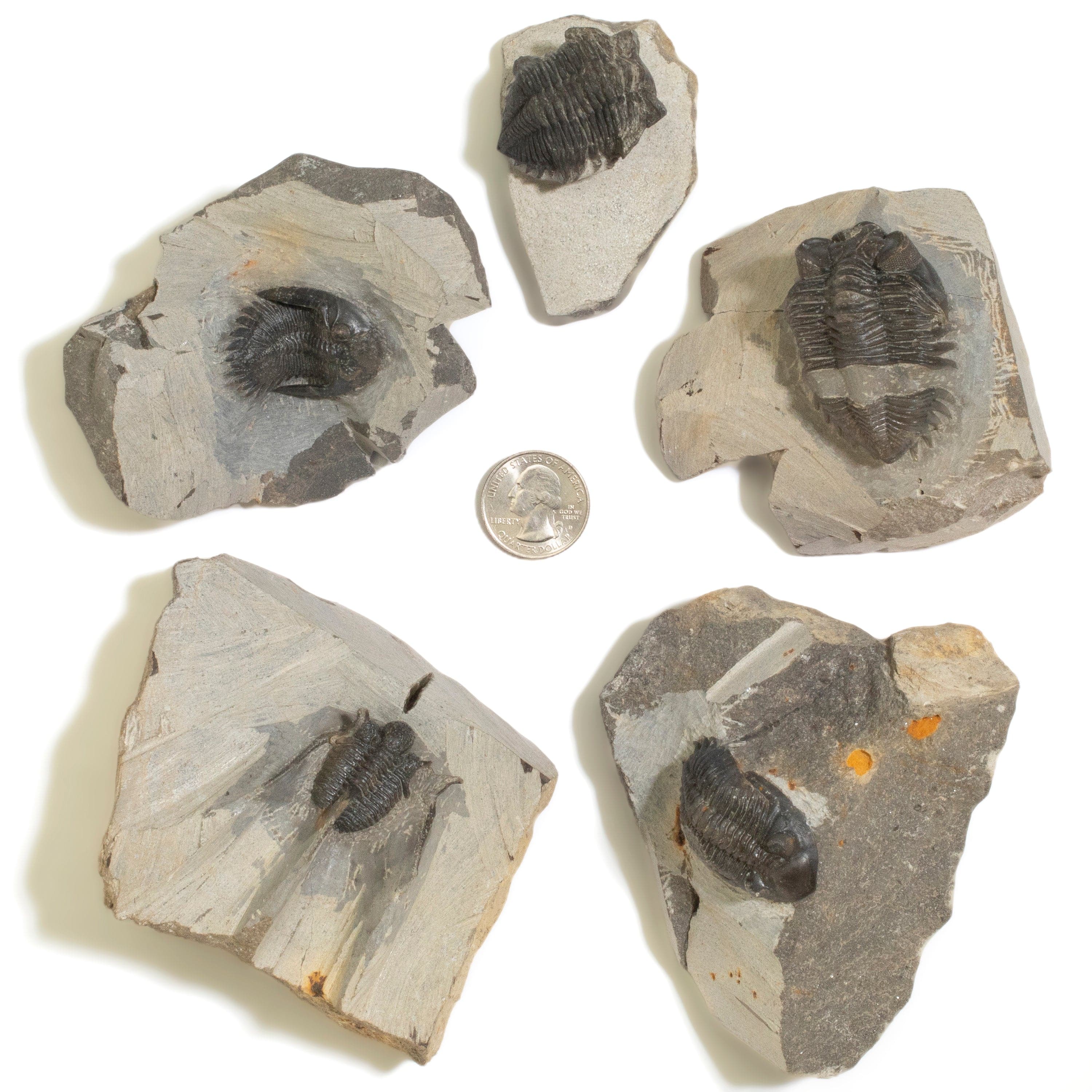 Kalifano Fossils & Minerals Hollardops Trilobite in Matrix from Morocco TR600-HOL