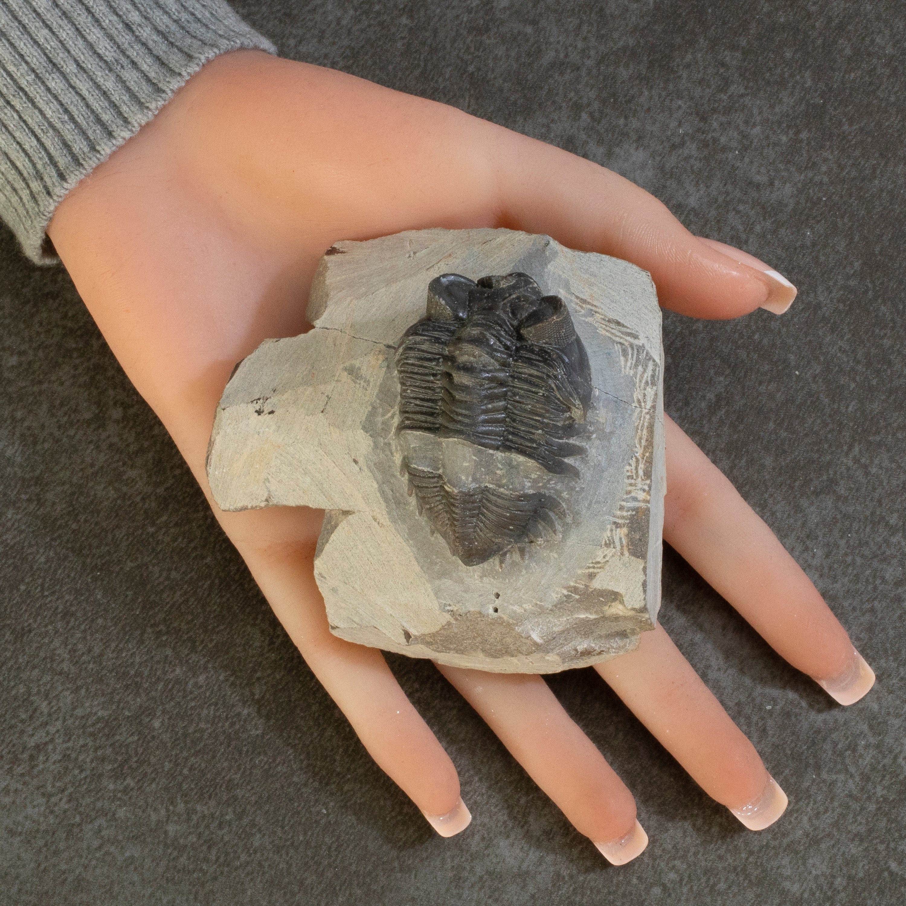 Kalifano Fossils & Minerals Hollardops Trilobite in Matrix from Morocco TR600-HOL