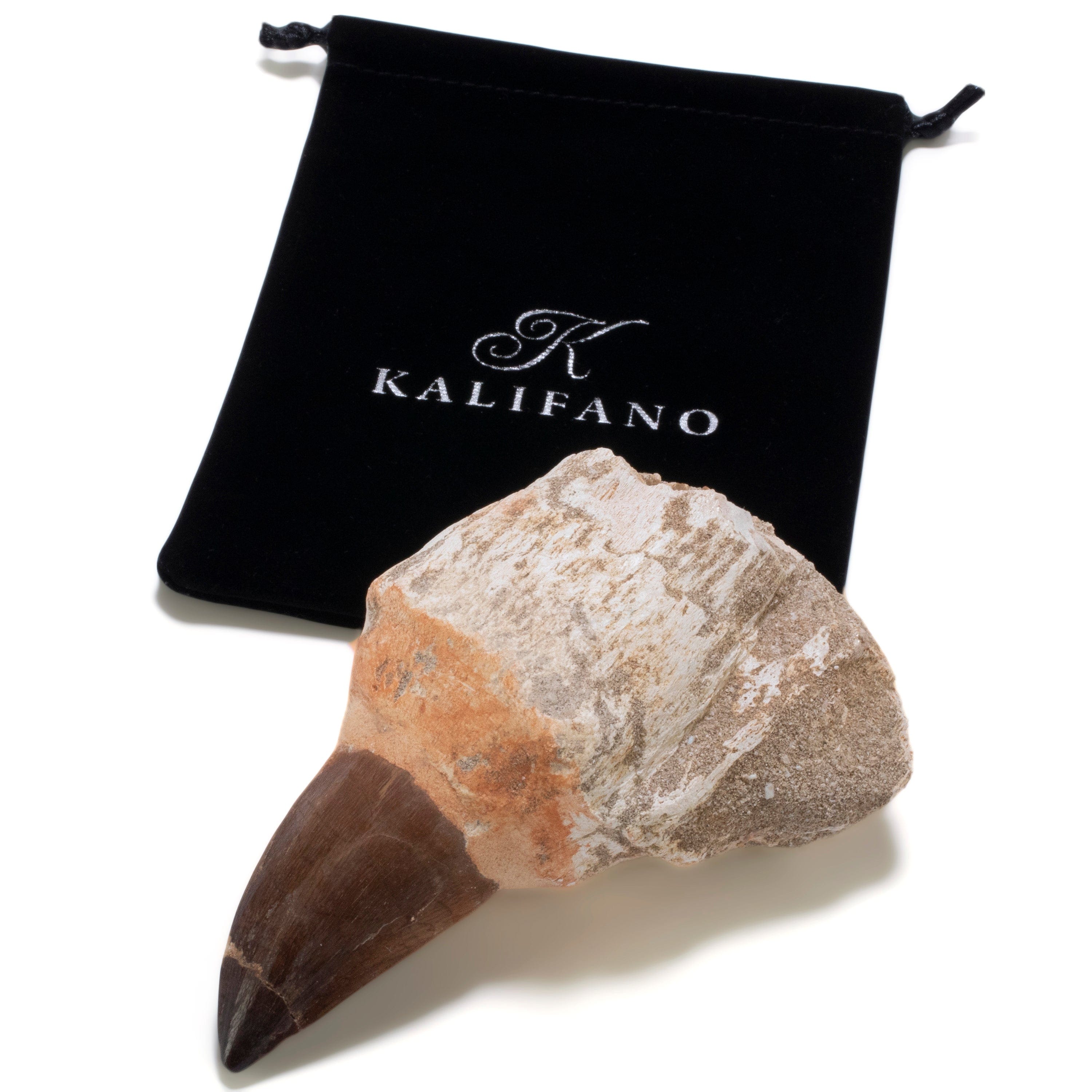 Kalifano Fossils & Minerals Large Authentic Fossilized Prehistoric Mosasaur Tooth MOST300