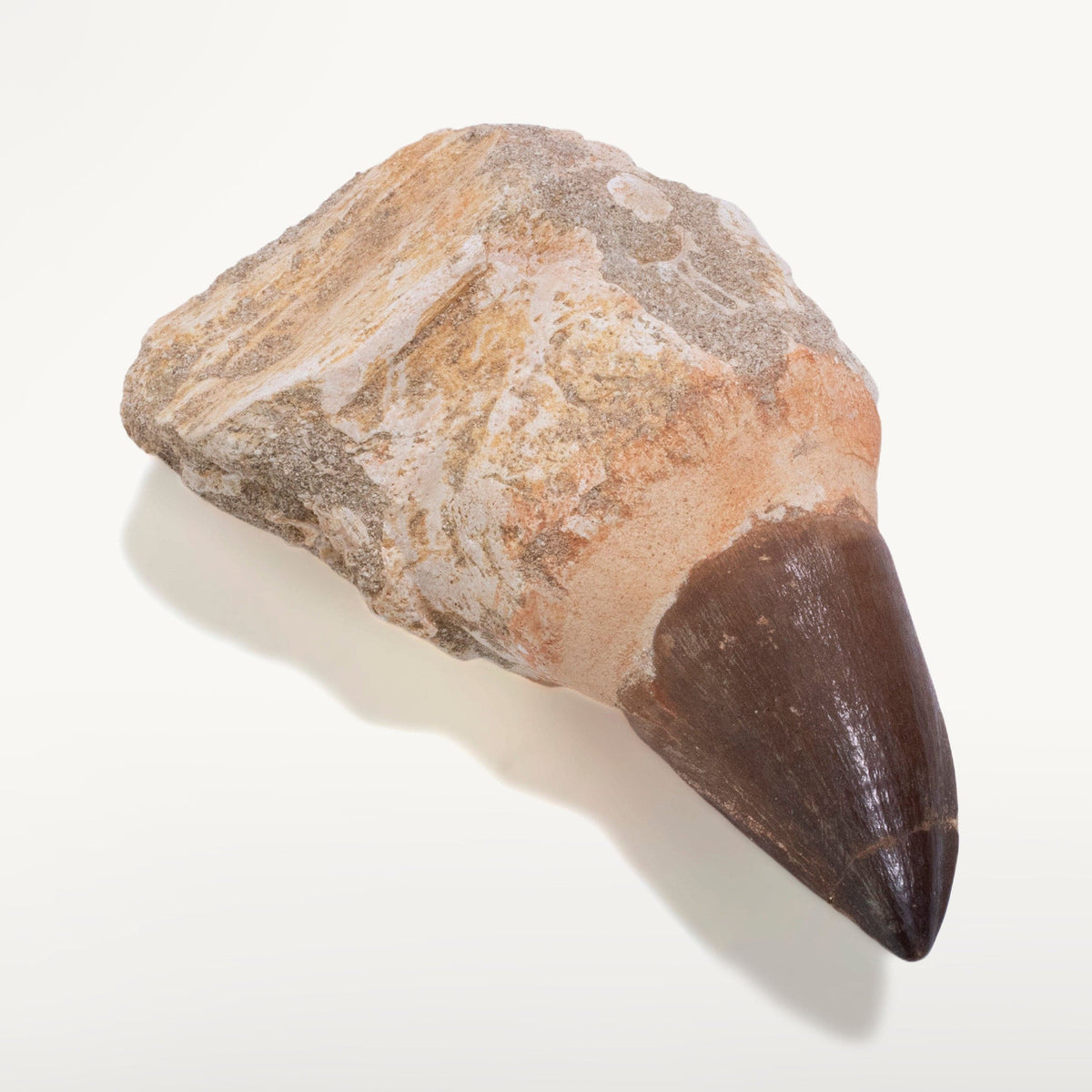 KALIFANO | Authentic Fossilized Prehistoric Mosasaur Tooth From Morocco