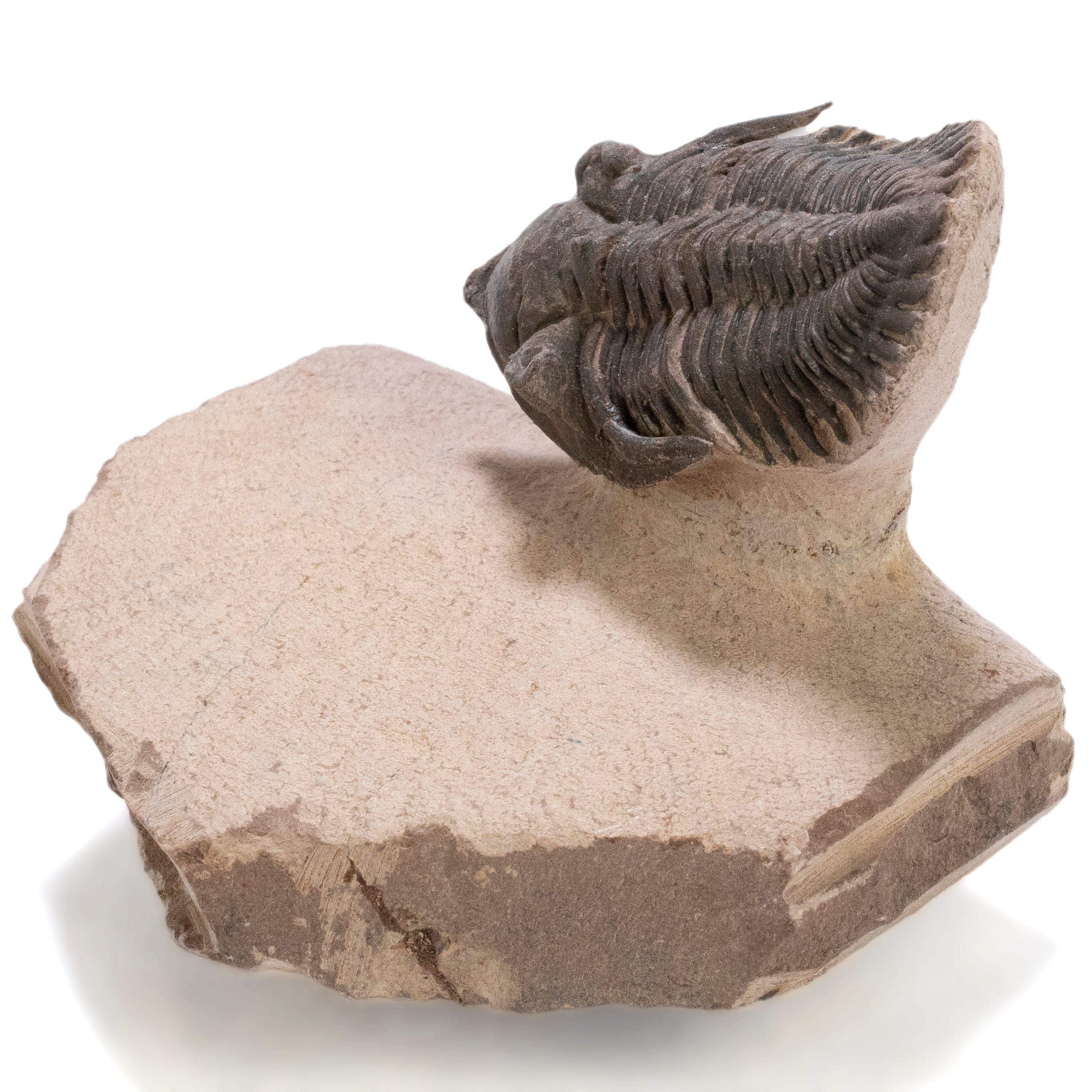 Kalifano Fossils & Minerals Metacanthina Issoumourensis Trilobite on Matrix from Atchana, Morocco - 1.9" TR3000.026