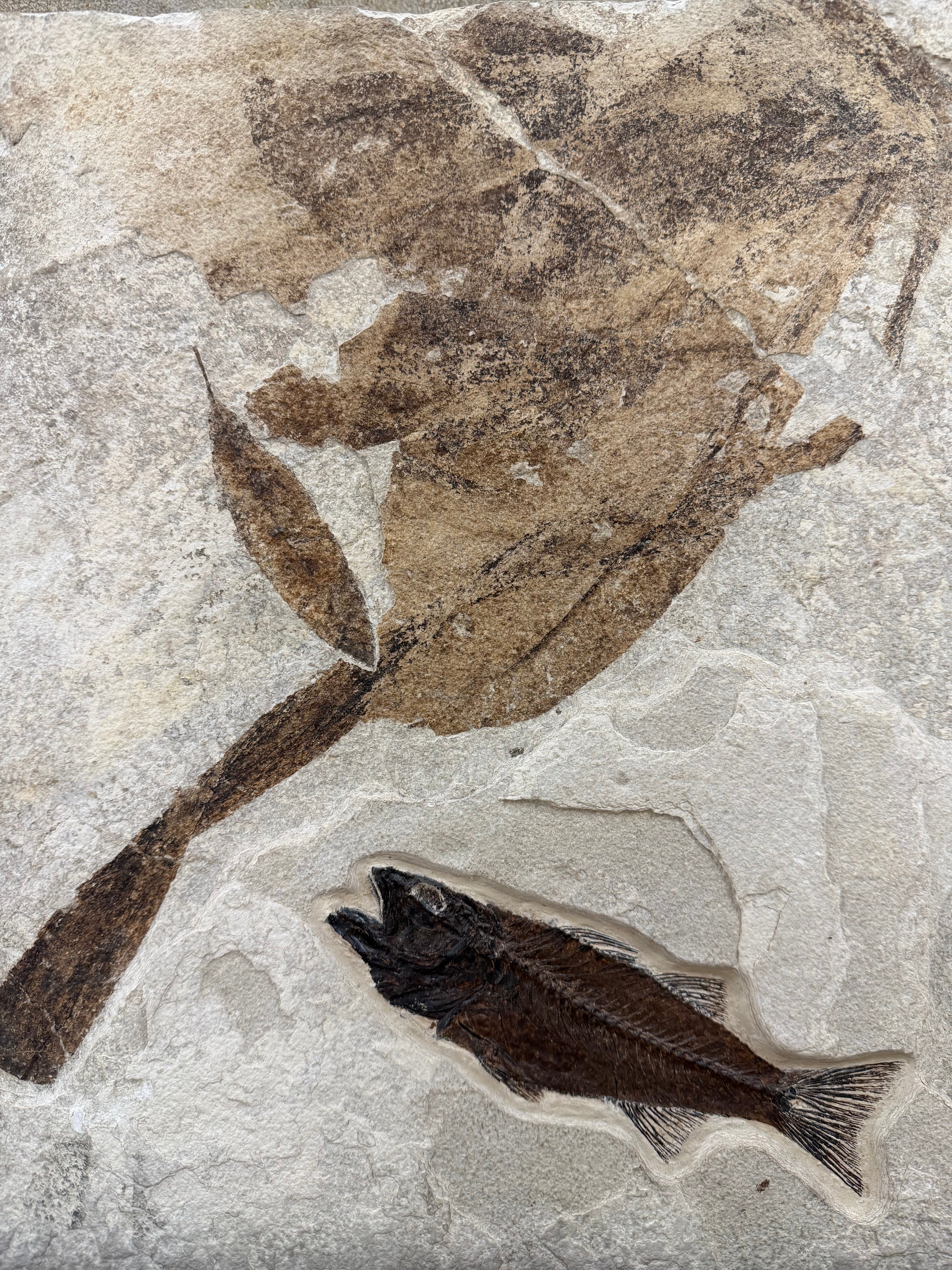 Kalifano Fossils & Minerals Mioplosus Fish Fossil — Green River, Wyoming FF3950