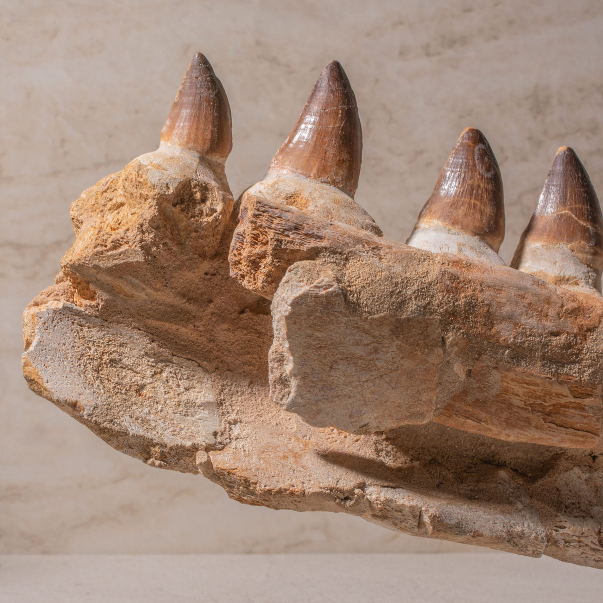 Mosasaurus Jaw Fossil - 20"