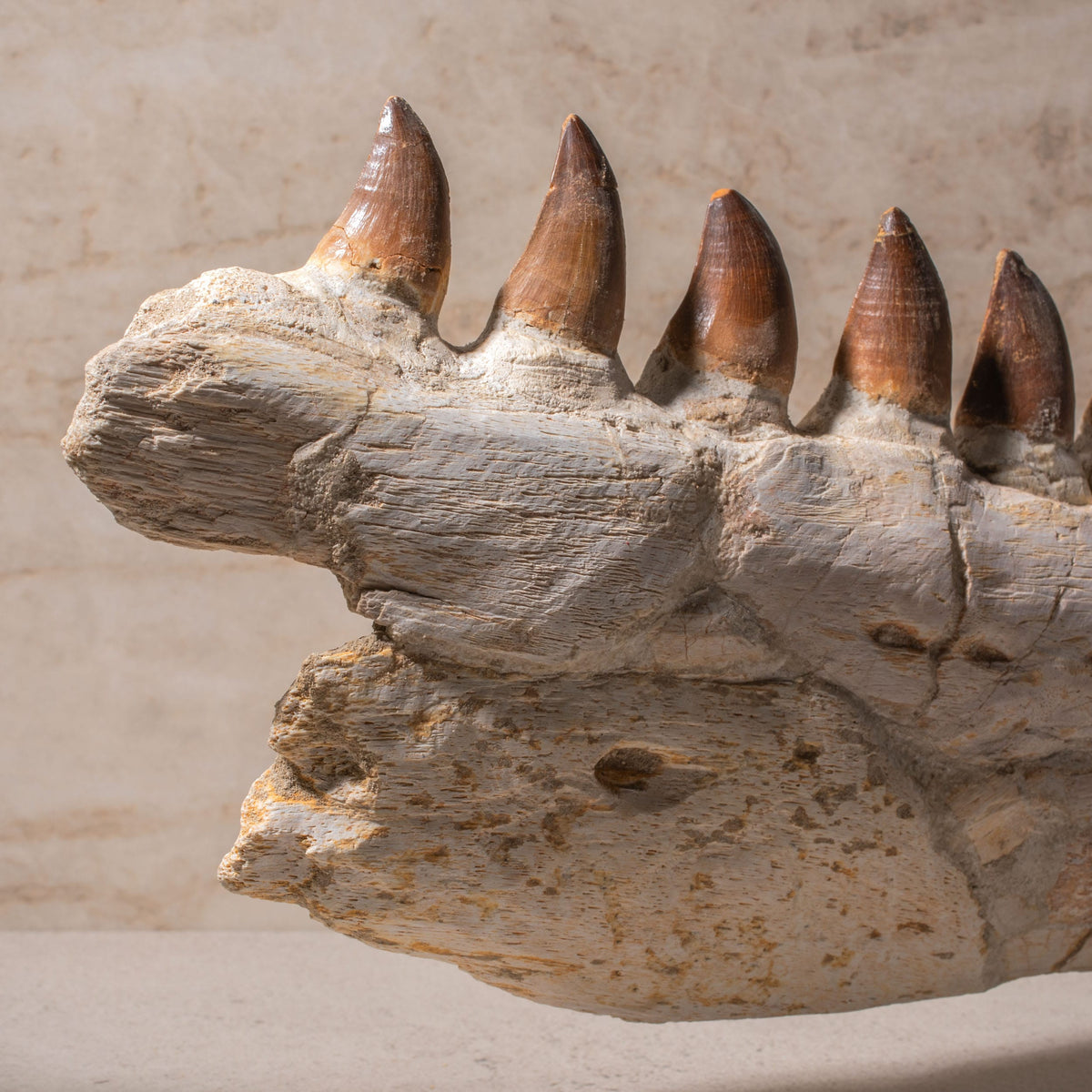 Mosasaurus Jaw Fossil - 22"