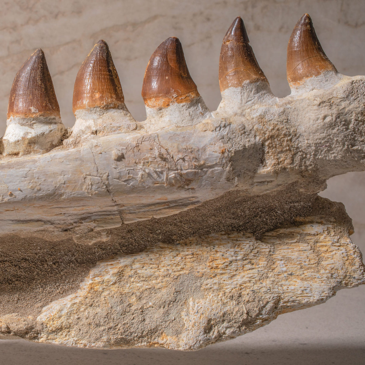 Mosasaurus Jaw Fossil - 22"