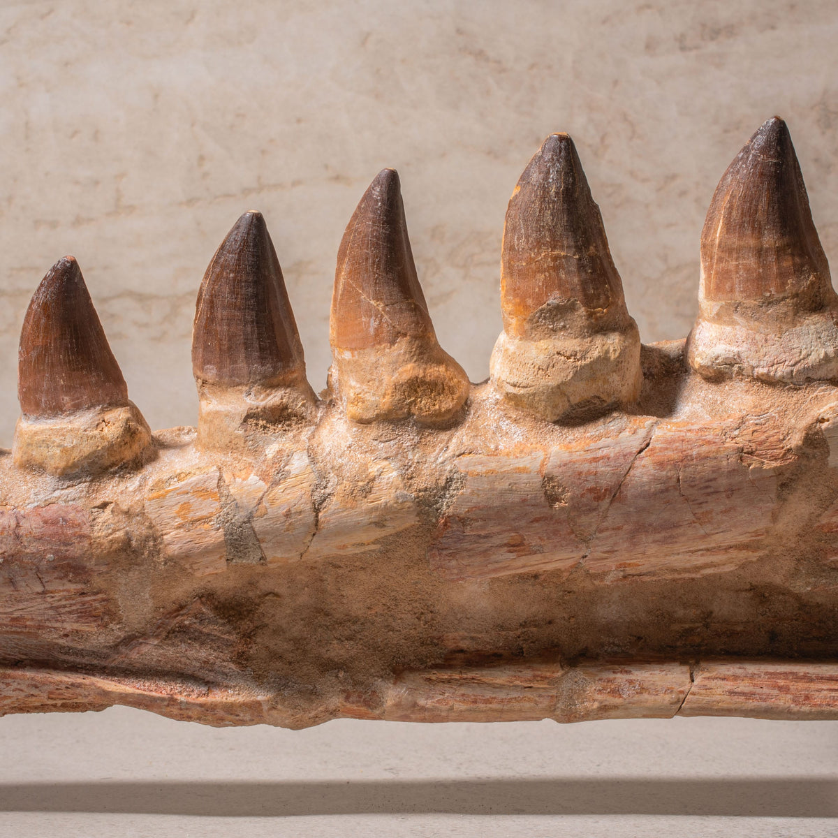 Mosasaurus Jaw Fossil - 23"