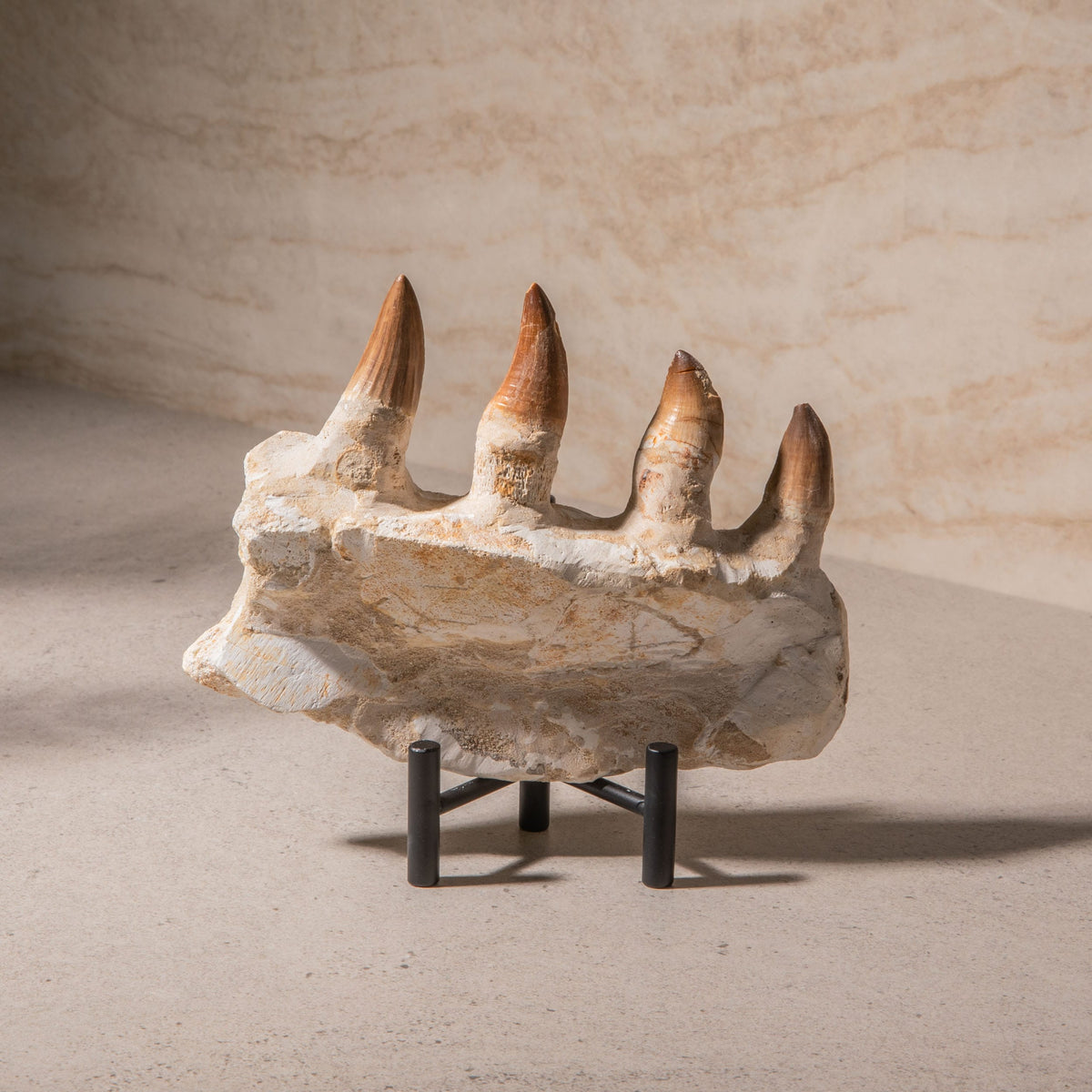 Mosasaurus Jaw Fossil - 7.5"