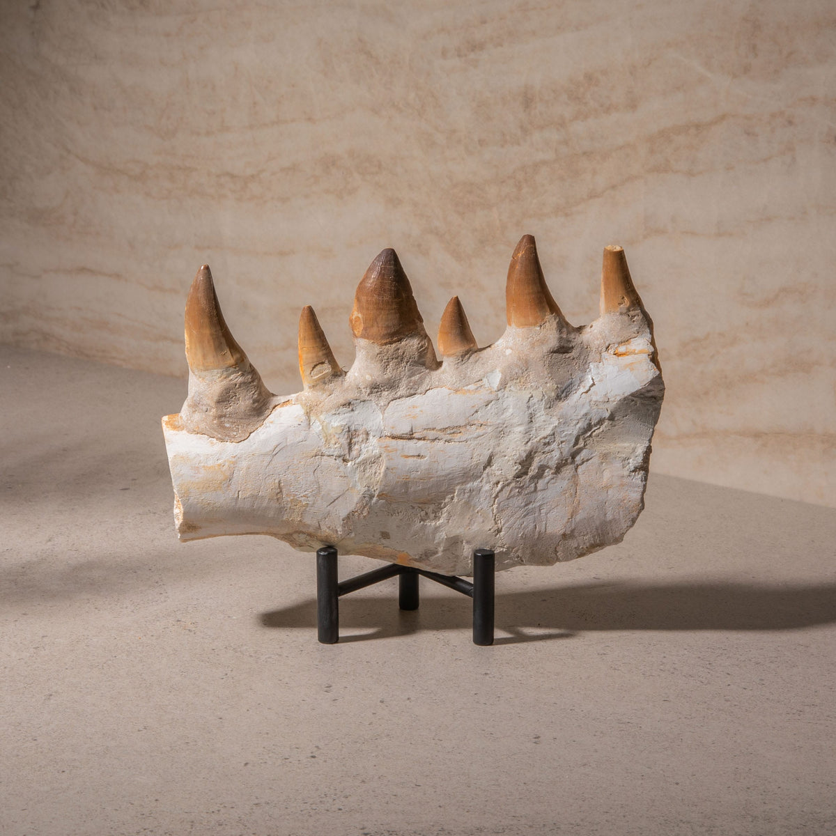 Mosasaurus Jaw Fossil - 8"