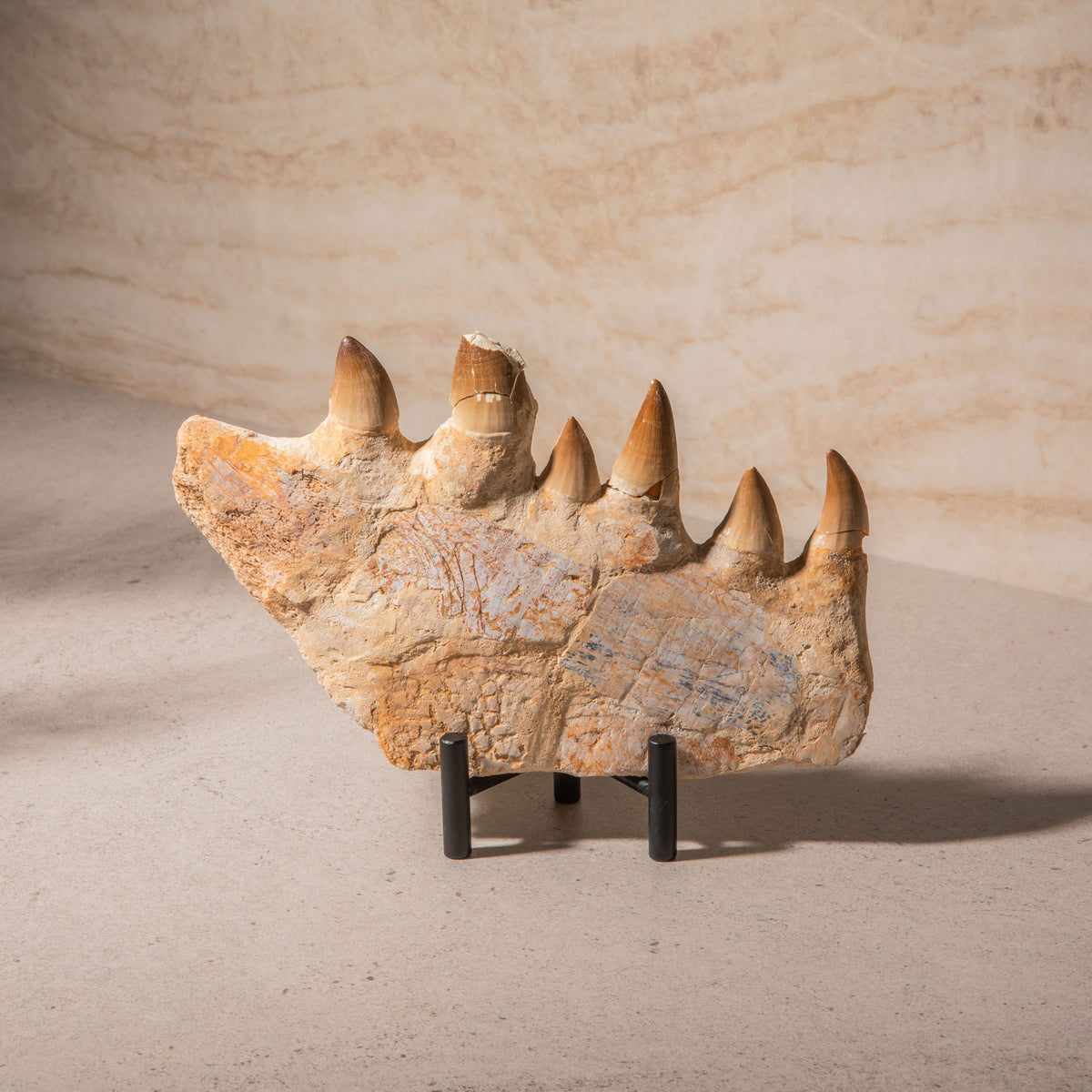 Mosasaurus Jaw Fossil - 9.5"