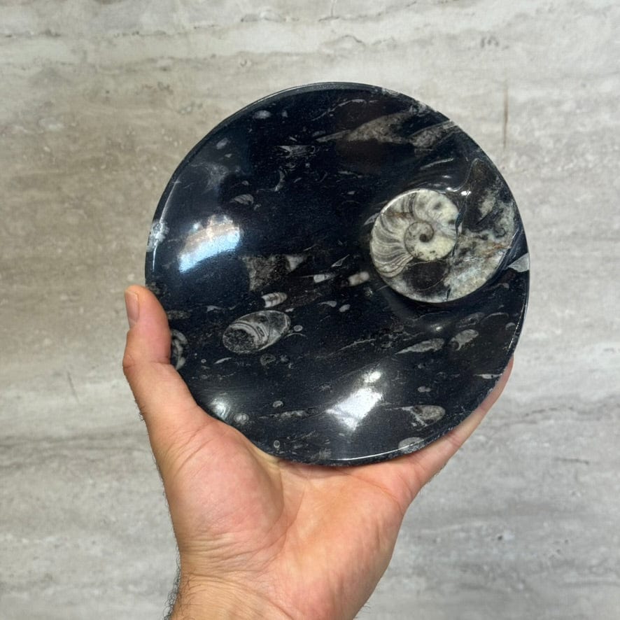 Kalifano Fossils & Minerals Natural Ammonite & Orthoceras Bowl from Morocco - 6.25" BORA180