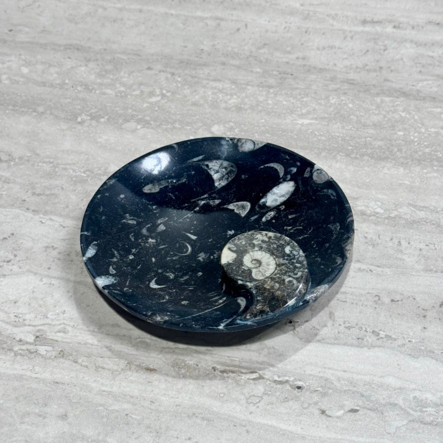 Kalifano Fossils & Minerals Natural Ammonite & Orthoceras Bowl from Morocco - 6.25" BORA180