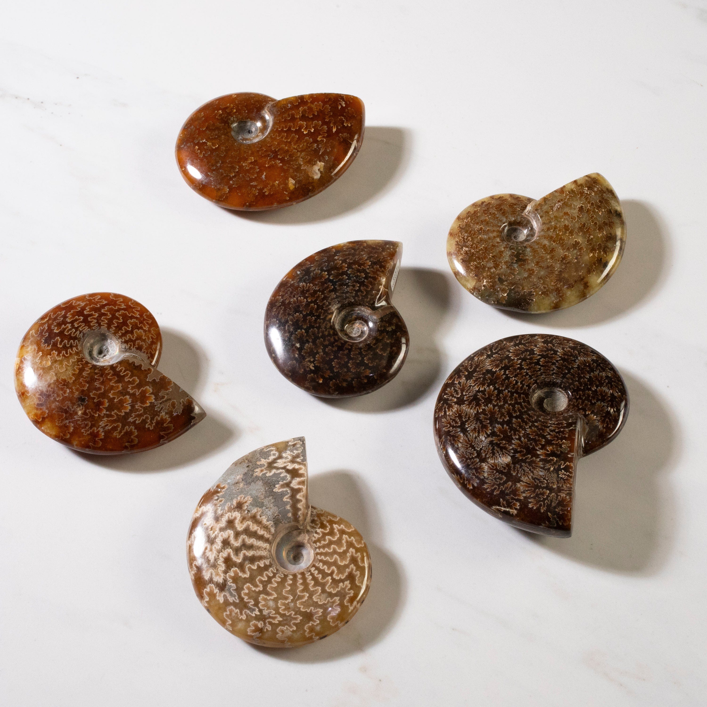 Kalifano Fossils & Minerals Natural Complete Ammonite Sutured from Madagascar - 3-4" AMM200